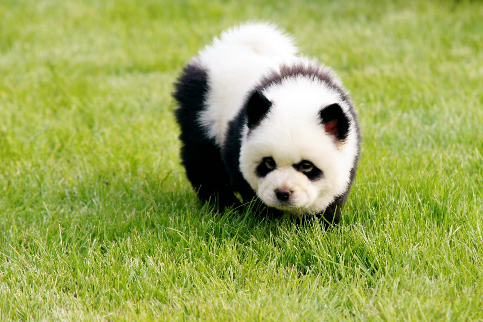 Panda Dogs: Chinese zoo in hot water after trying to pass off dogs as pandas