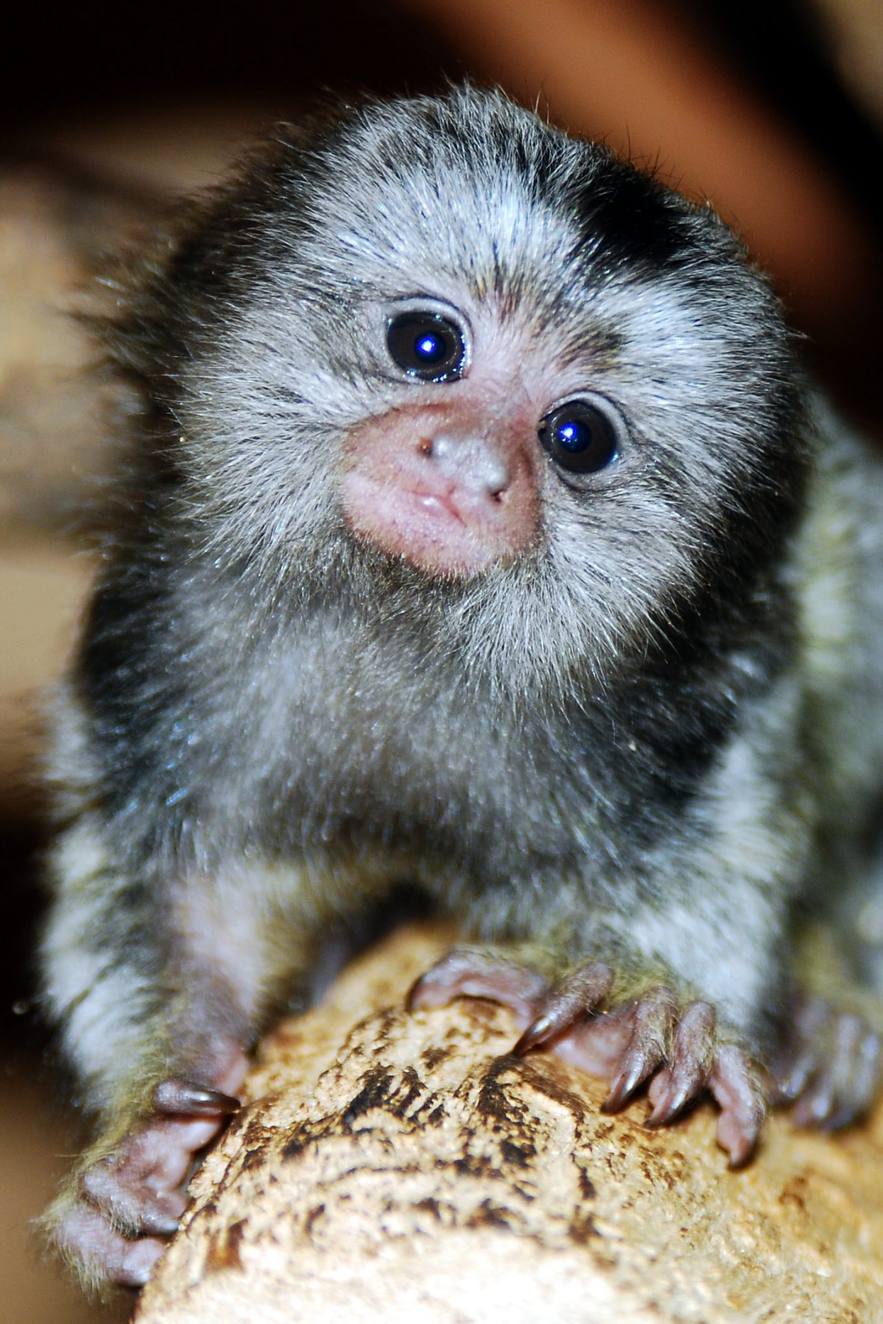 Cheeky marmoset monkeys call each other names, study finds