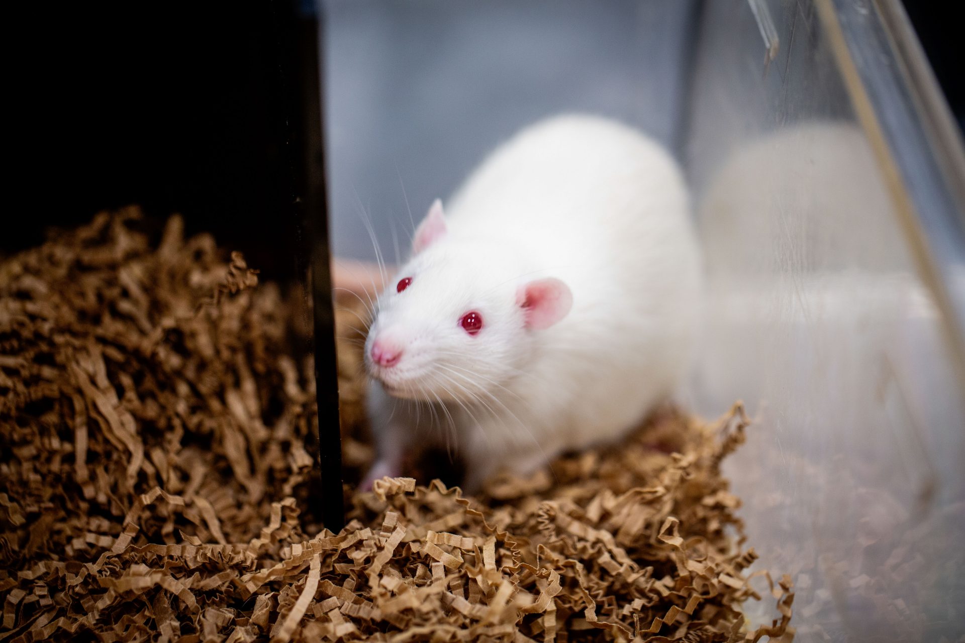 Invisibility serum makes rats transparent