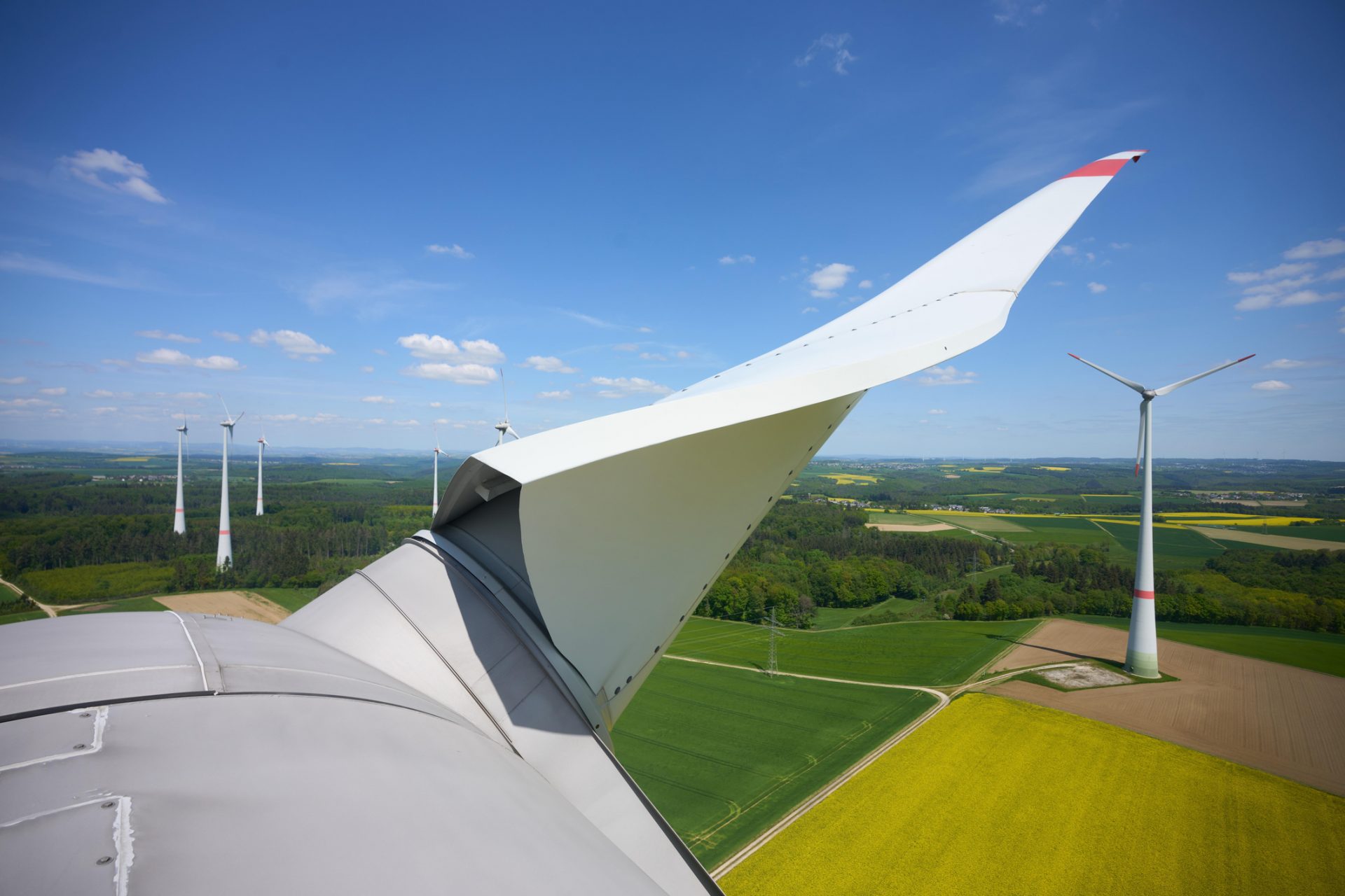 The common plant that could revolutionize green aviation