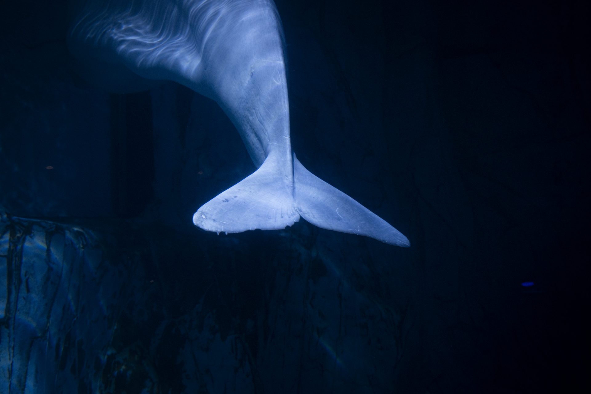 Hvaldimir, la beluga blanca, ha fallecido