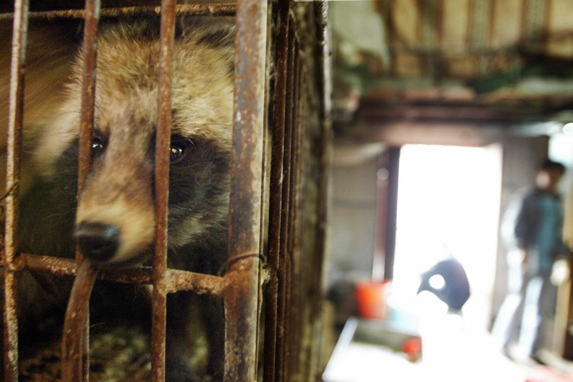 Viruses found at Chinese fur farms could spark next pandemic, experts warn