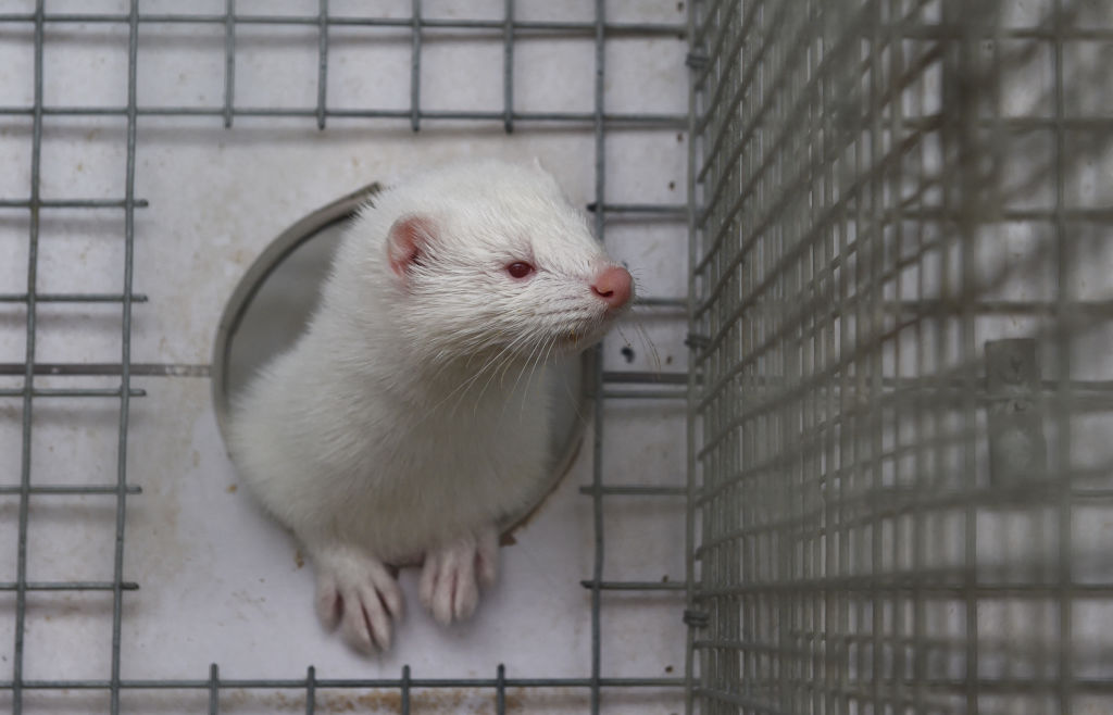 Fur farms in China could be to blame for the next pandemic