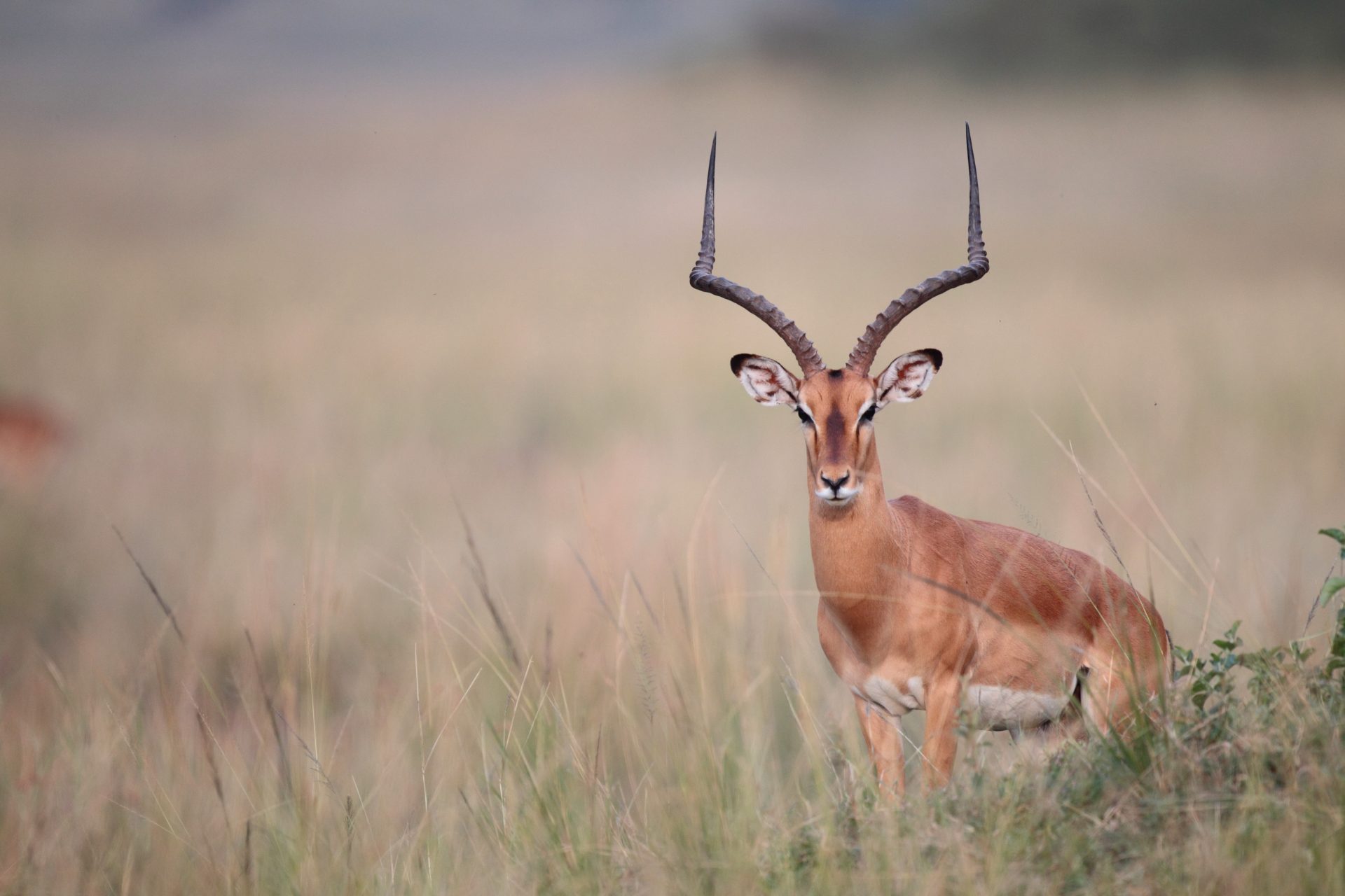 Mehr als 700 Wildtiere abgeschossen