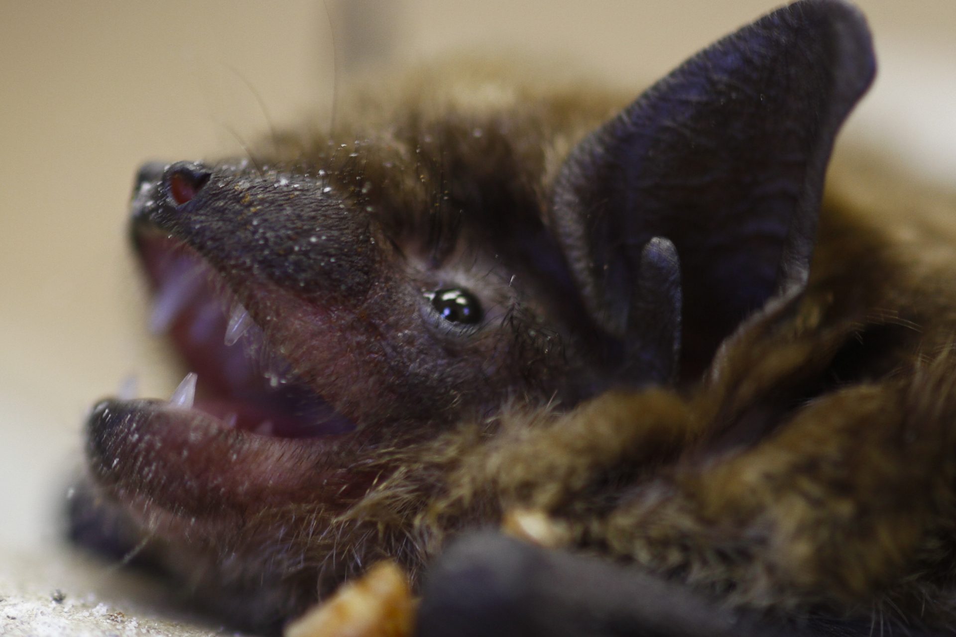 White nose syndrome