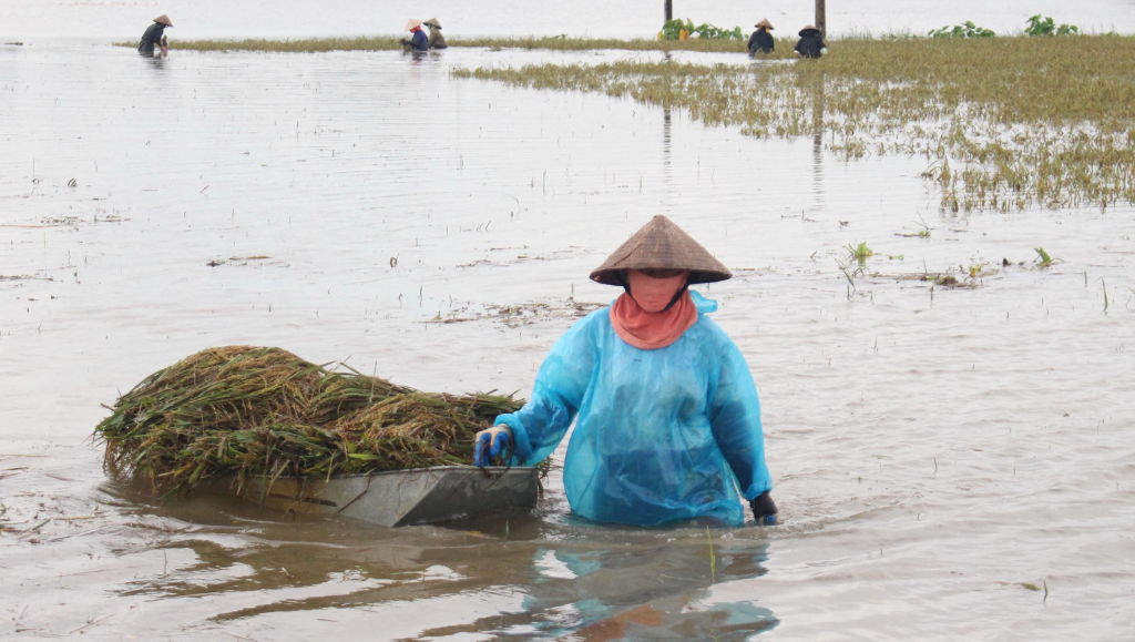 El 7% de los arrozales se inundaron 