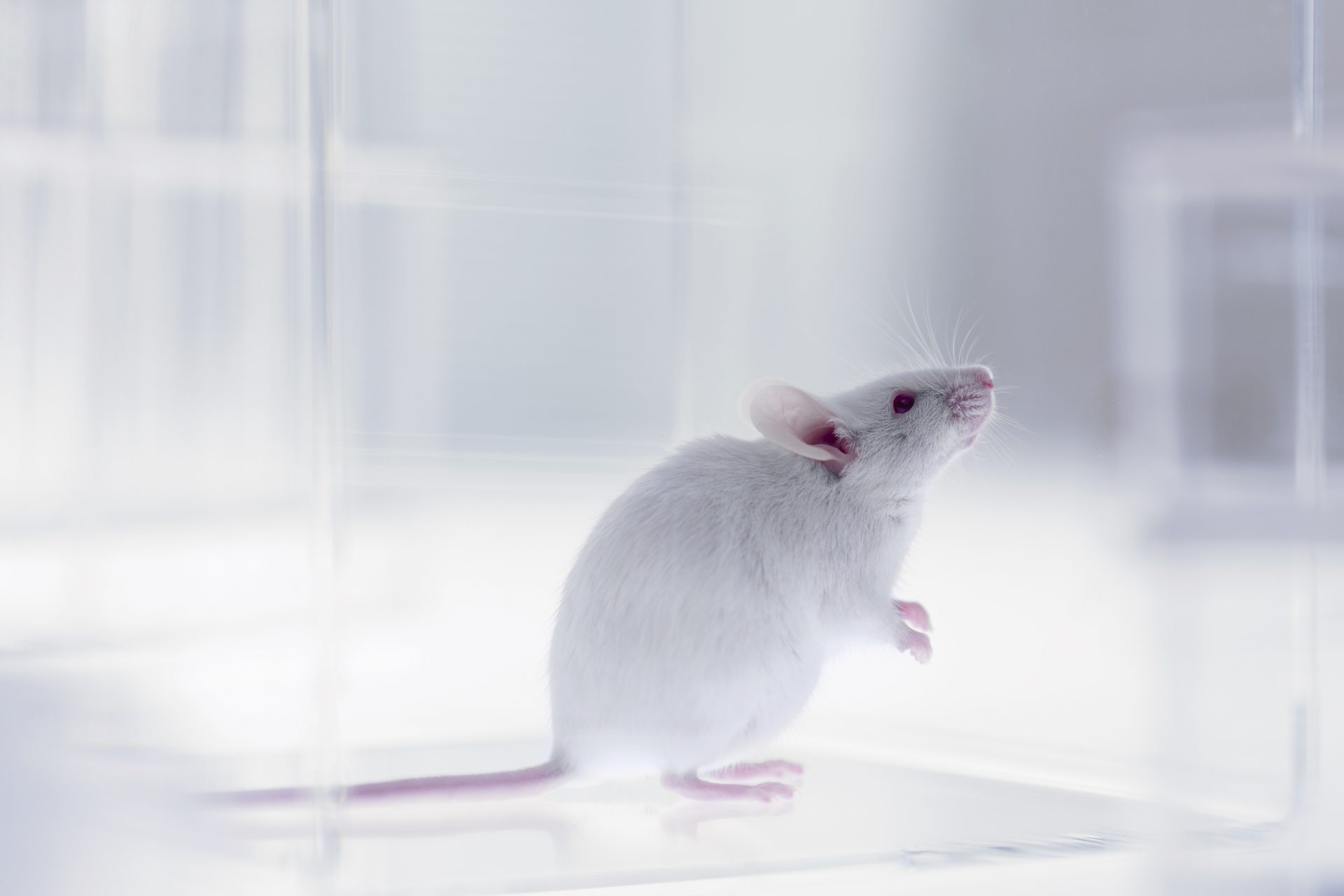 Une nouvelle technique révolutionnaire a rendu la peau d'une souris transparente