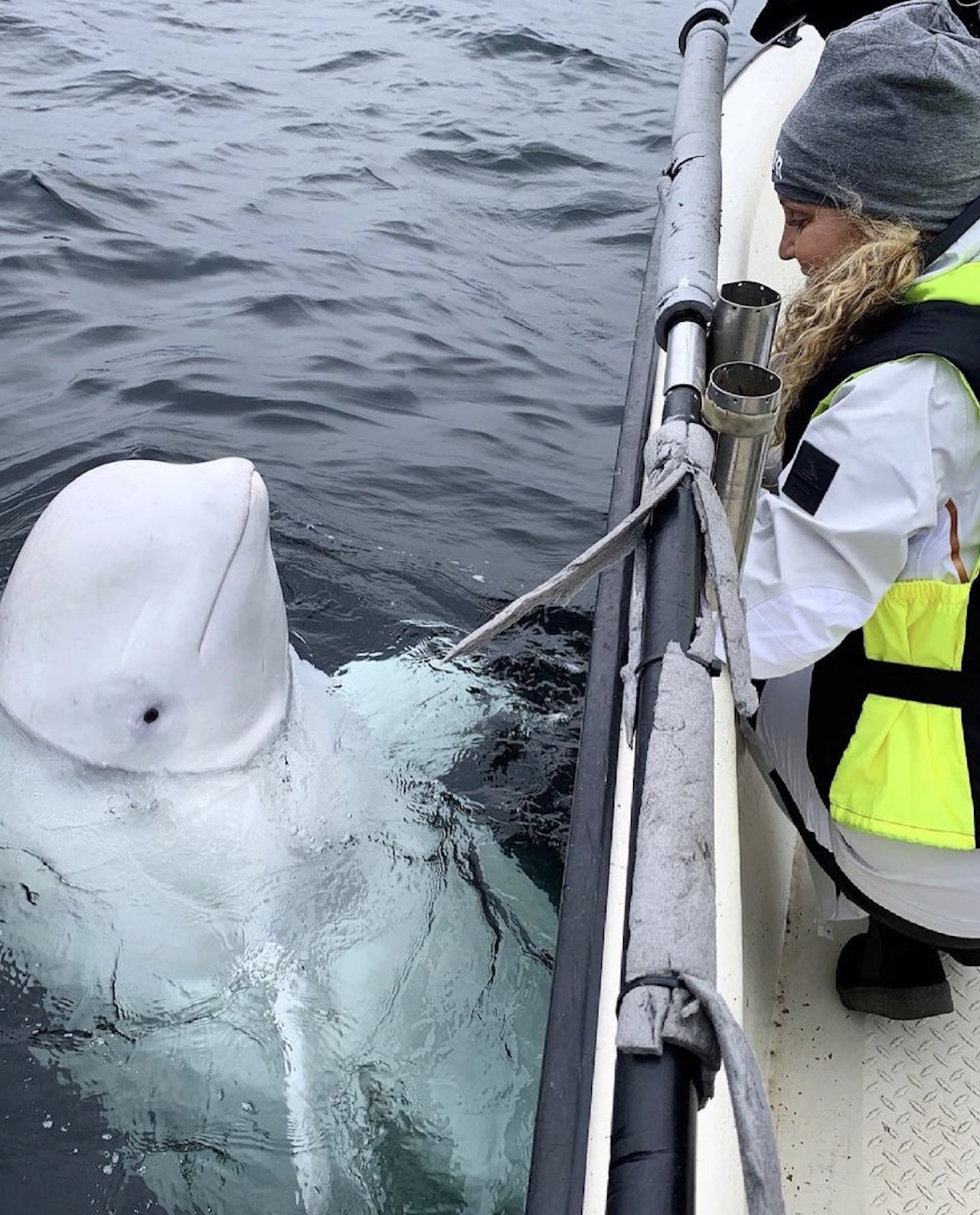 Se avistó por primera vez en Noruega en 2019 