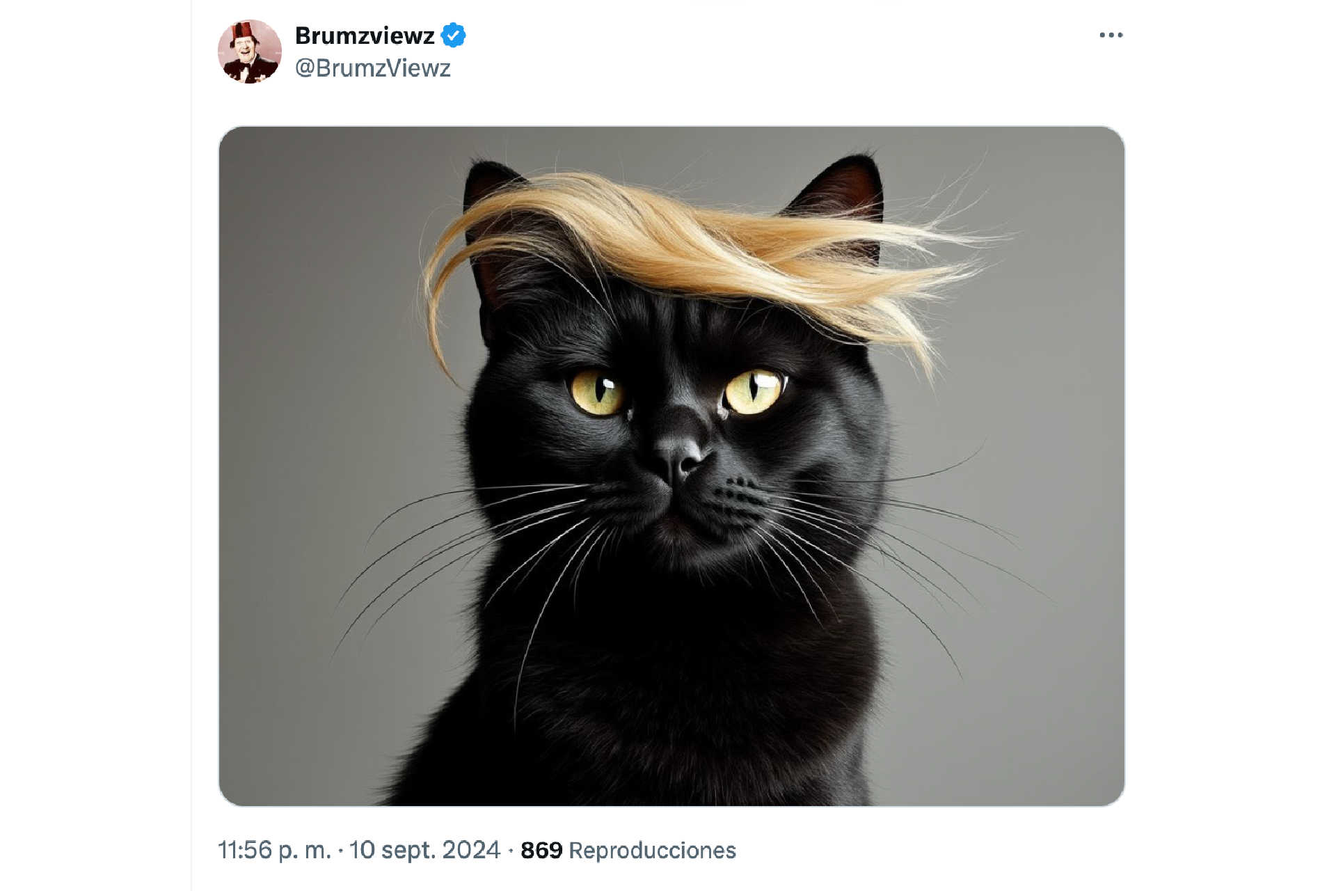 Trumpy the Cat