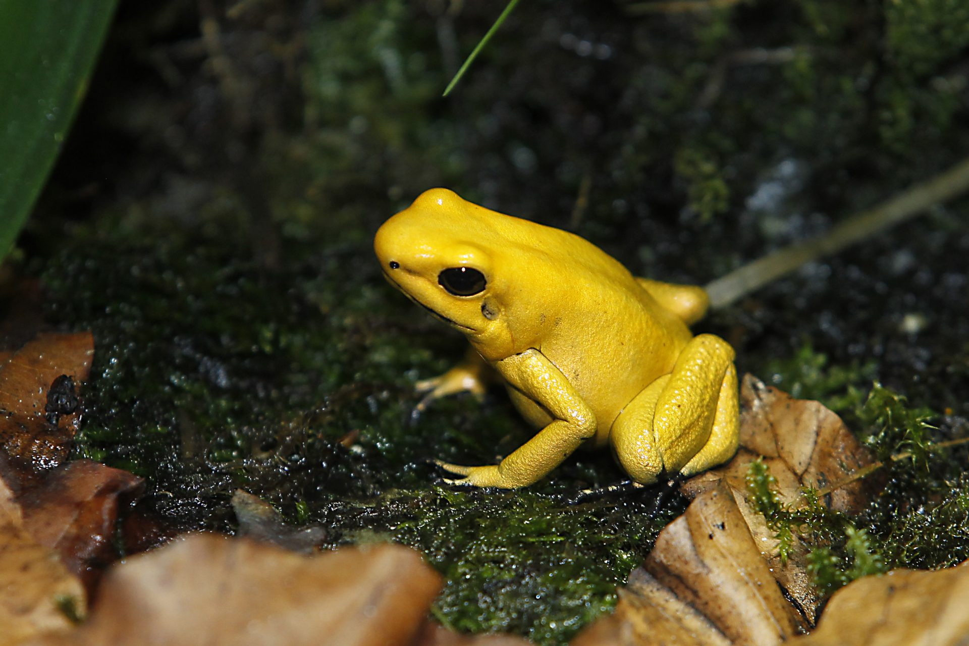 Rana dardo dorada