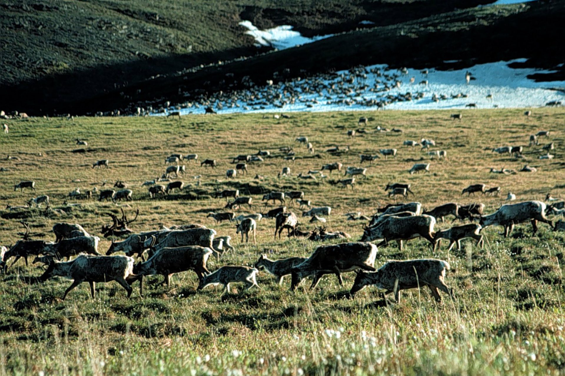 Vast caribou herds