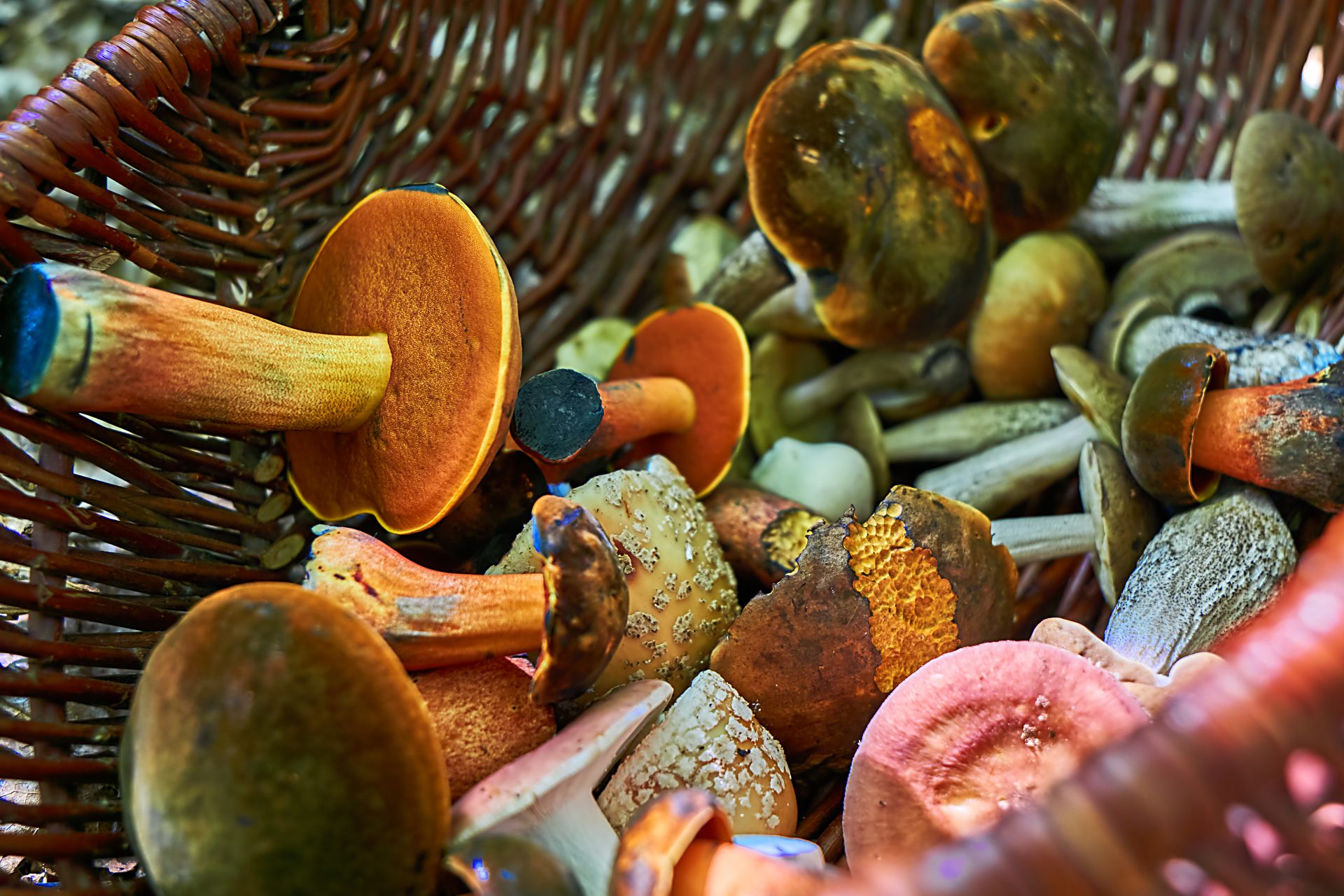 The magic of the mushroom in our quest for a sustainable world