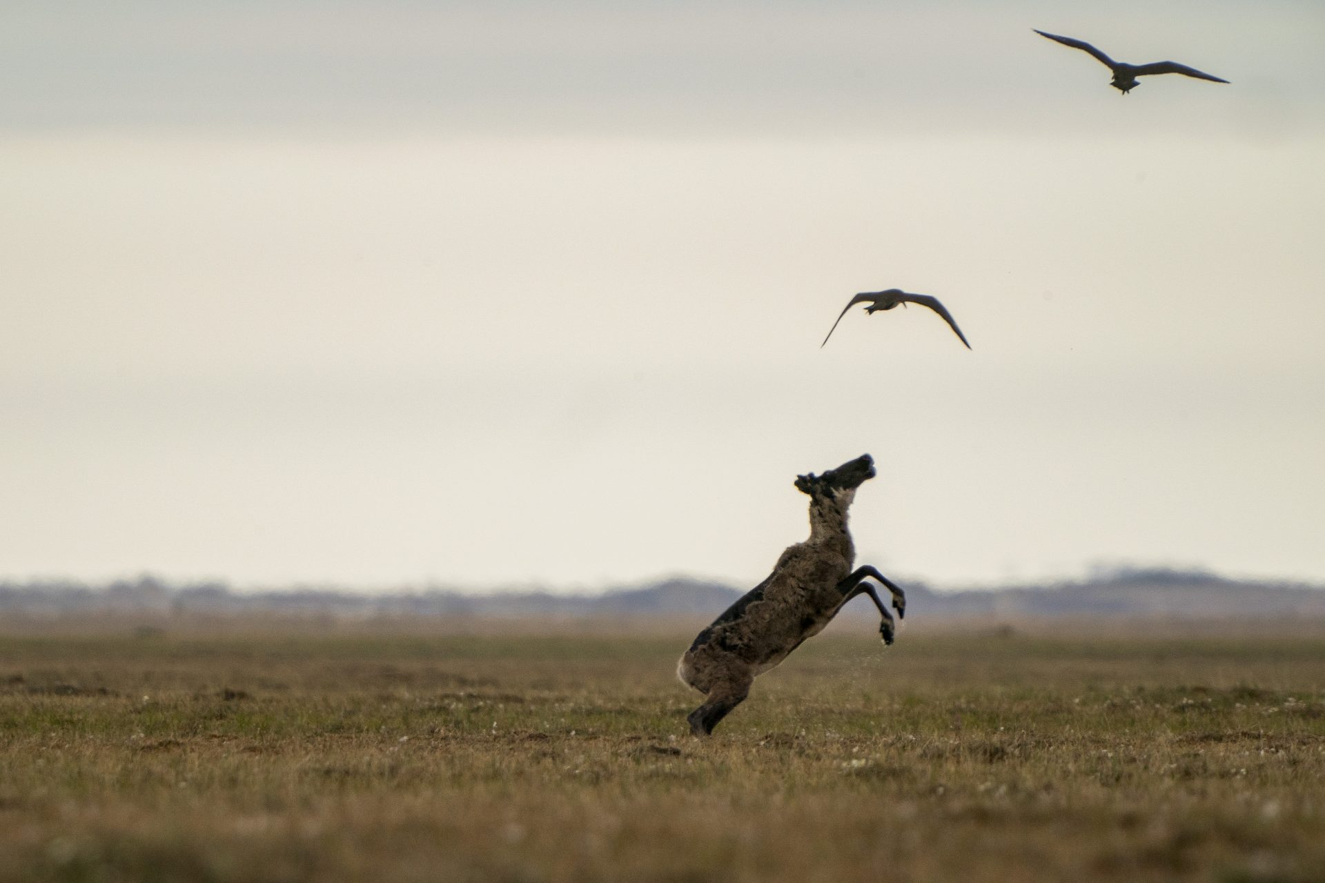 Reserve's non-human residents