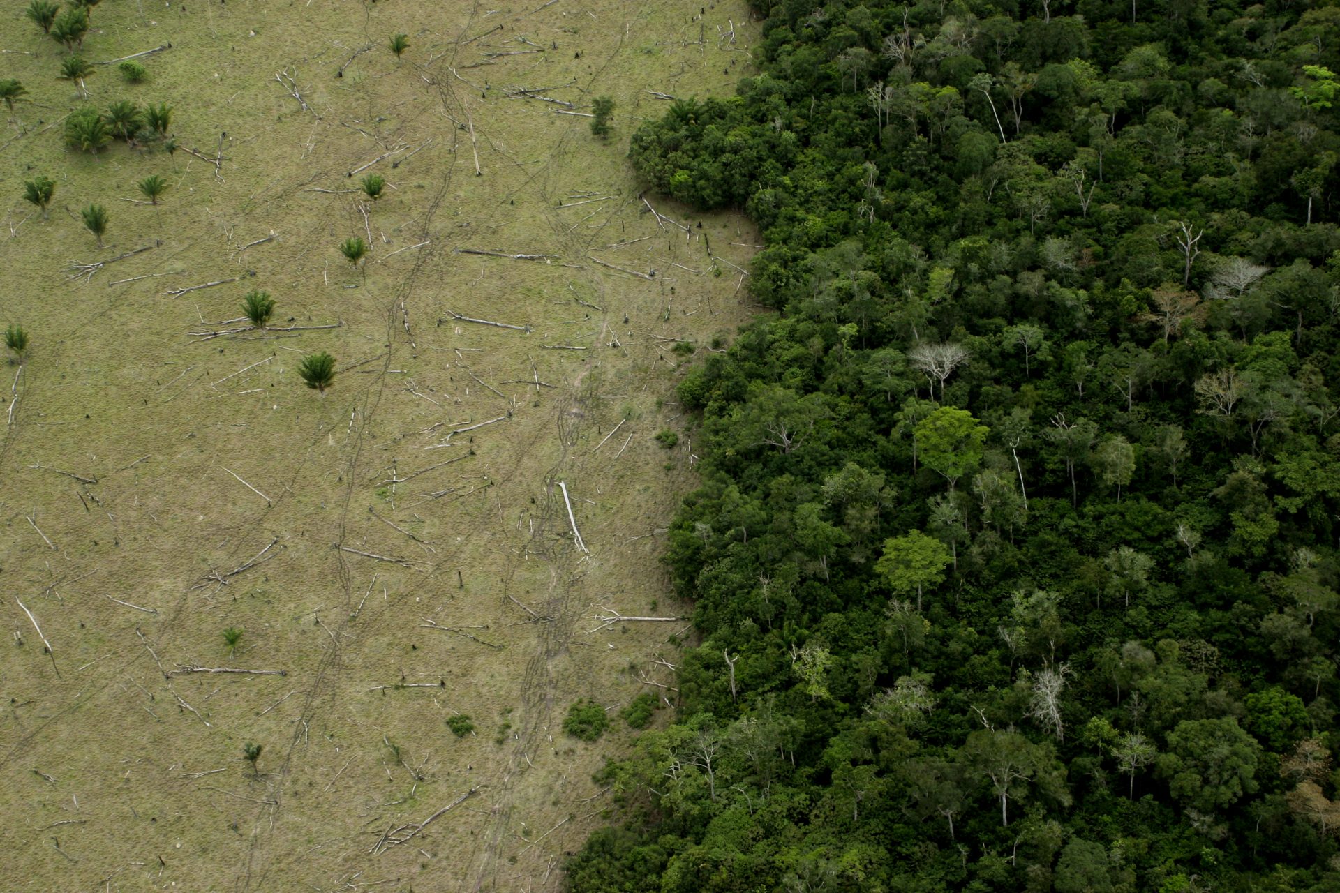 Amazon deforestation 