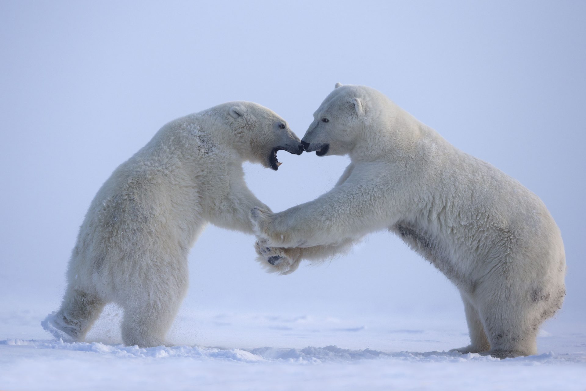 Polar Bear population dwindling