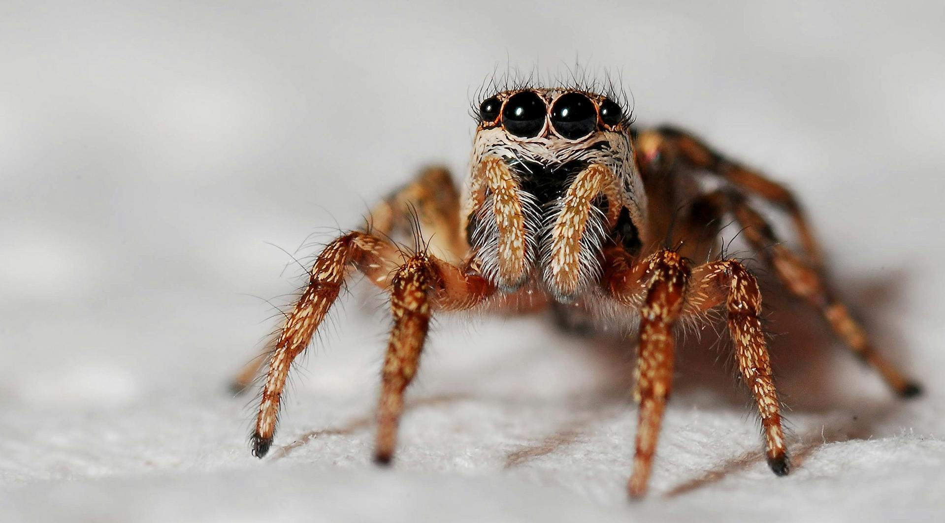 Cientistas encontram fungo que transforma aranhas em zumbis