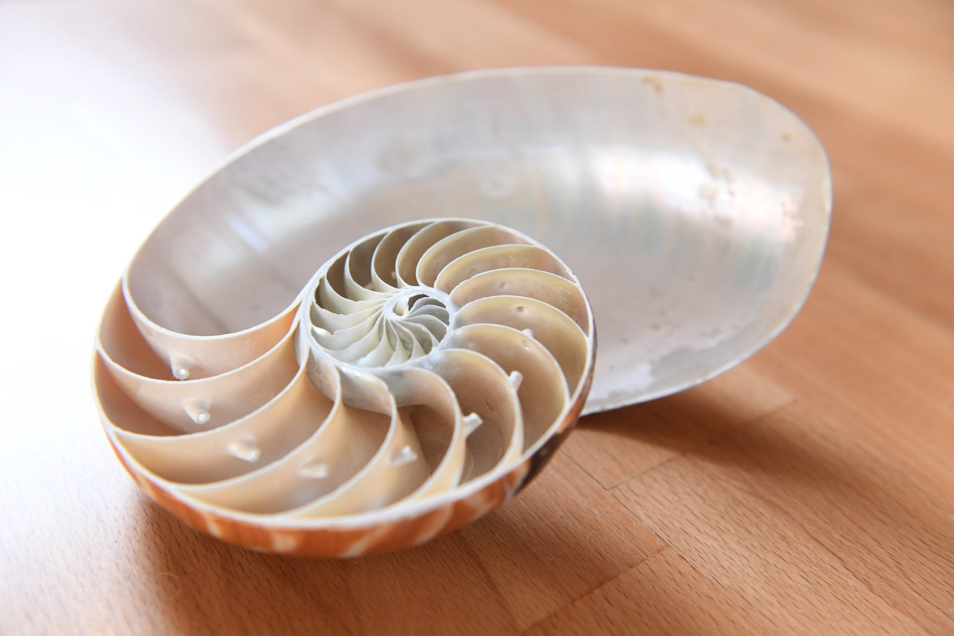 A concha Nautilus