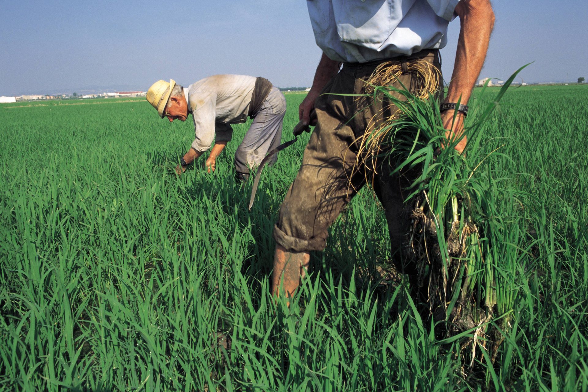 Produce is also at risk