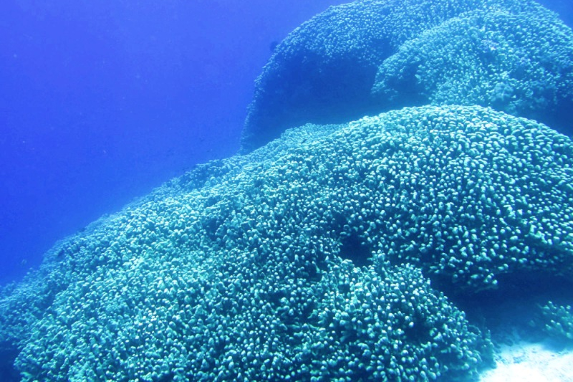 El coral omóplato: un arcoíris submarino