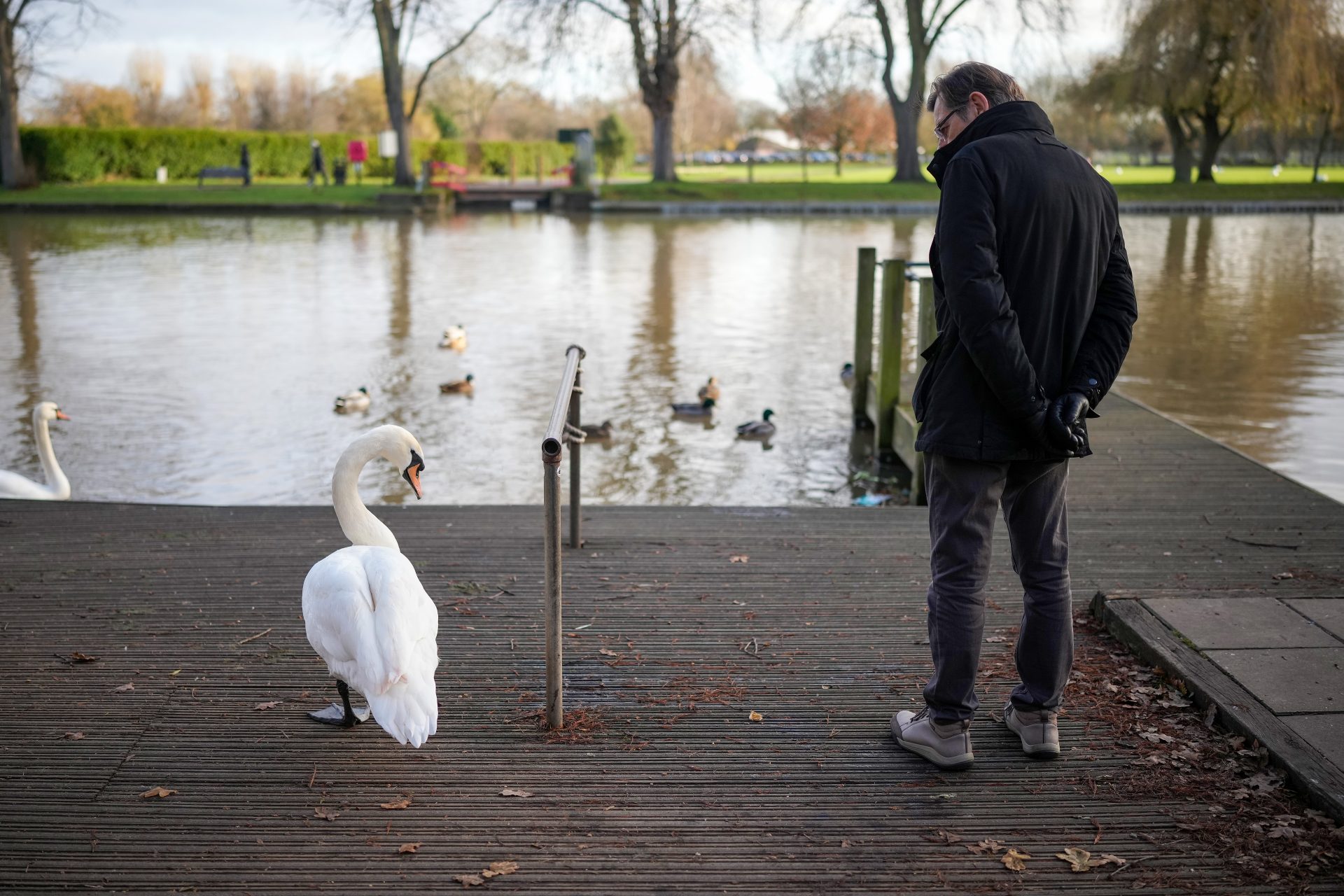 California declares state of emergency due to bird flu