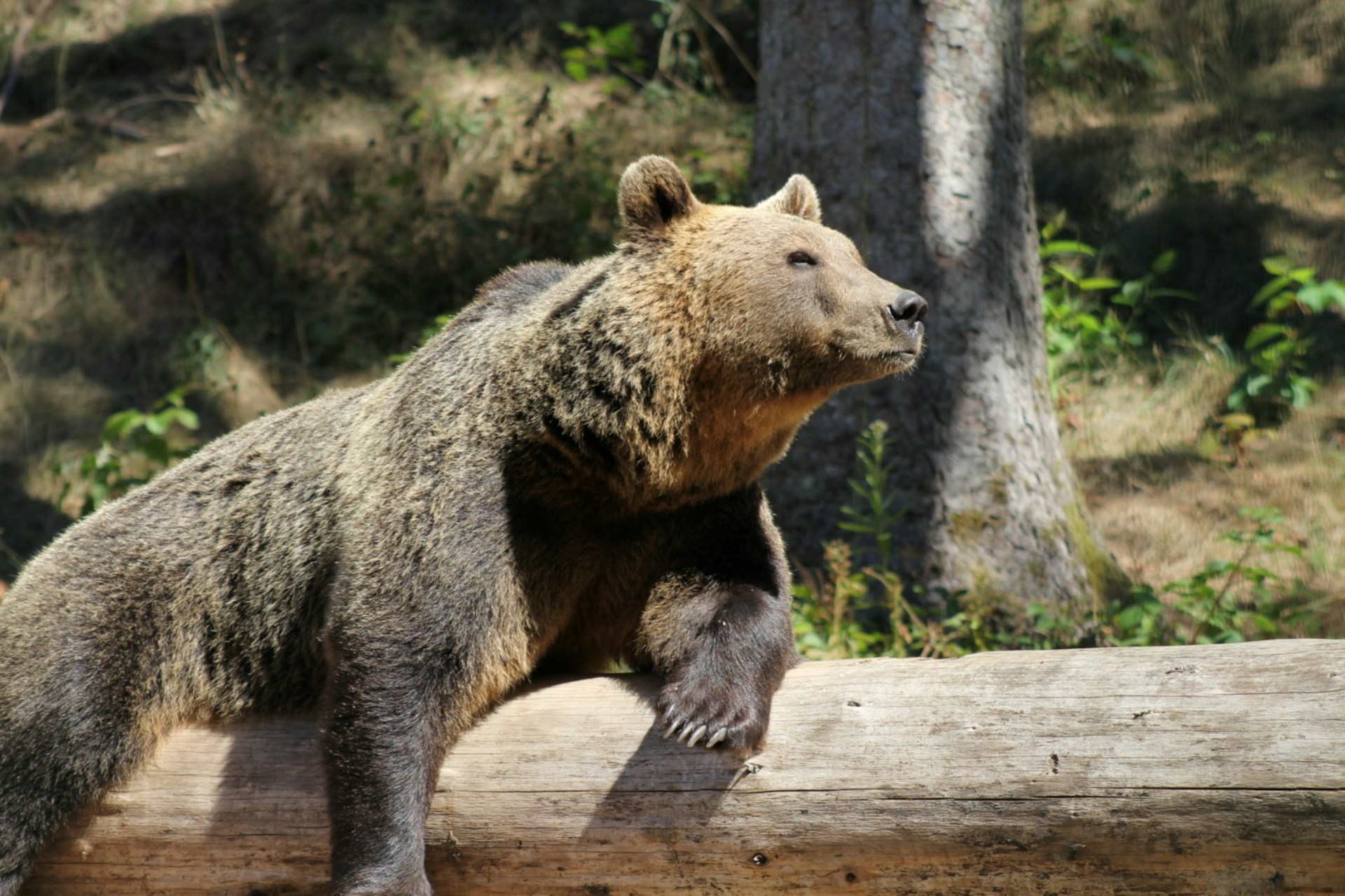 Oso pardo