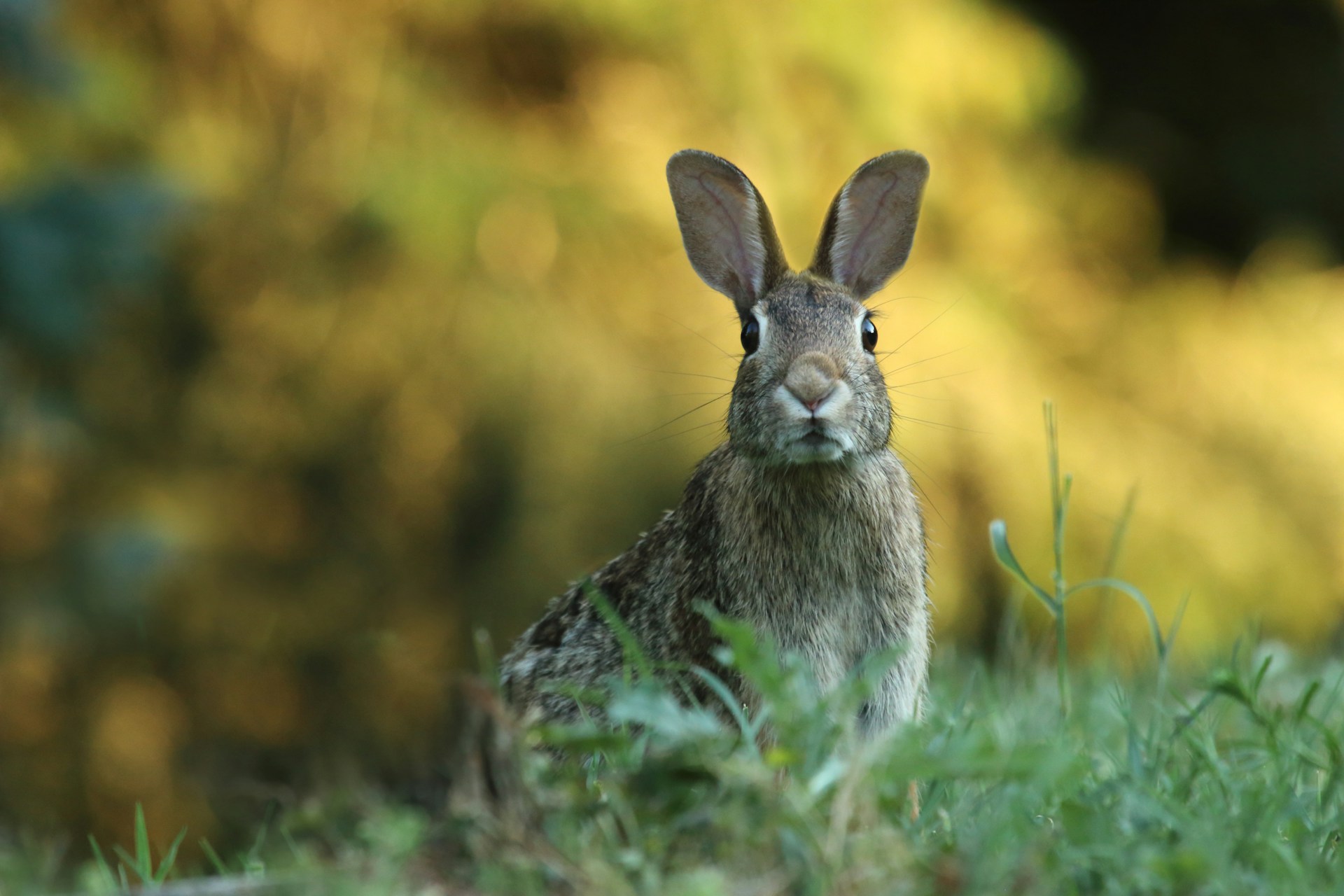 Conejo