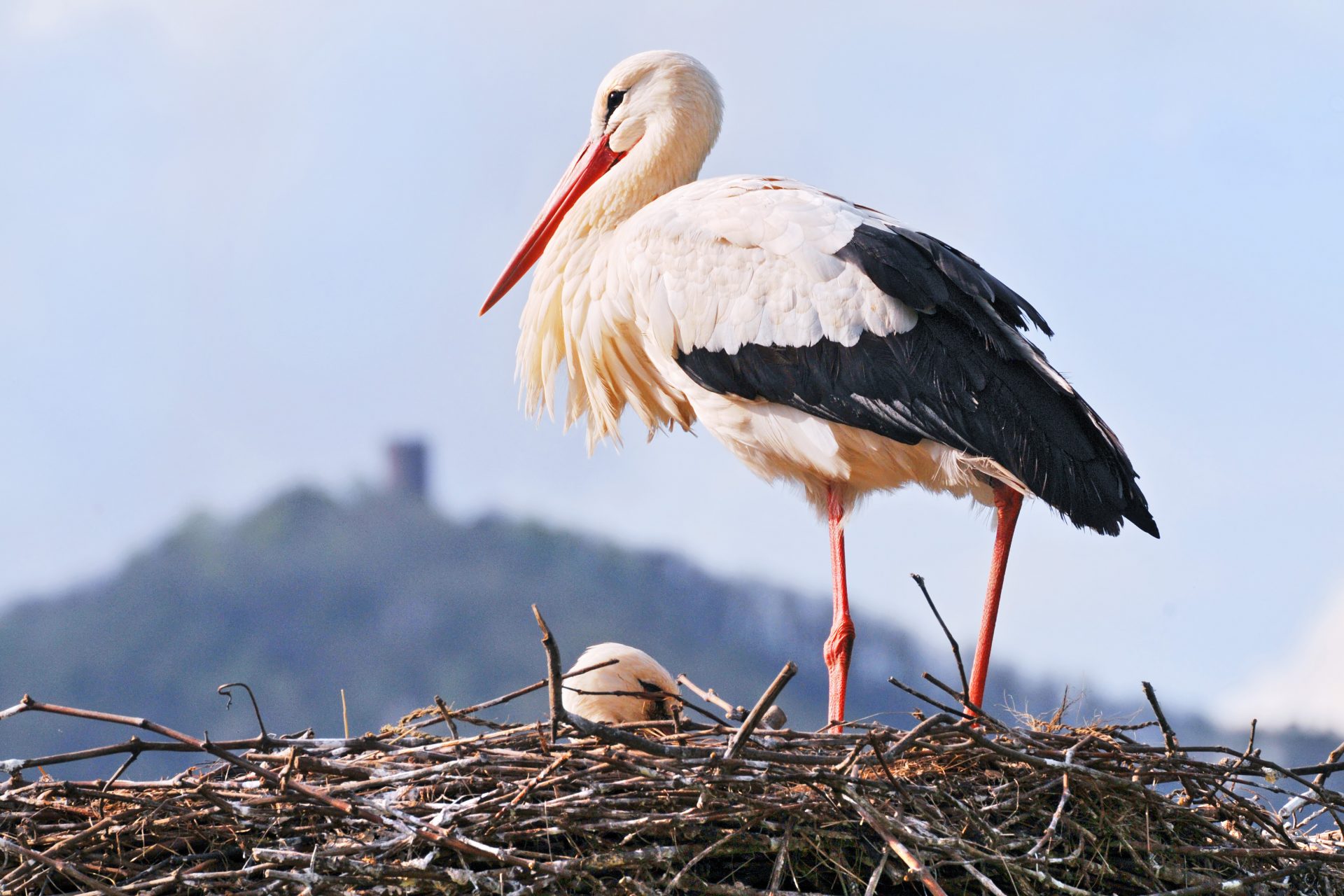 Giant storks