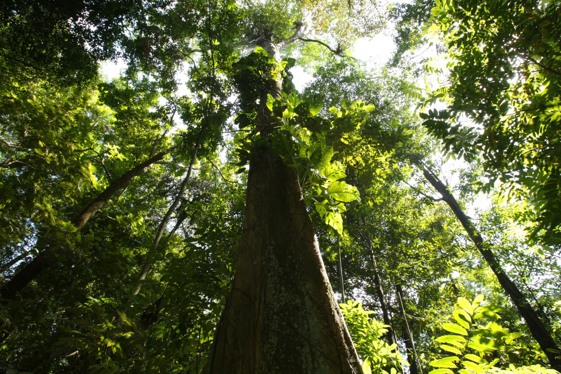 Les arbres géants sont essentiels en Amazonie