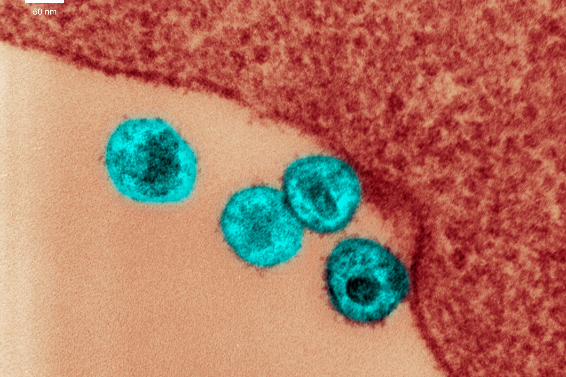 Medication prevents virus replication