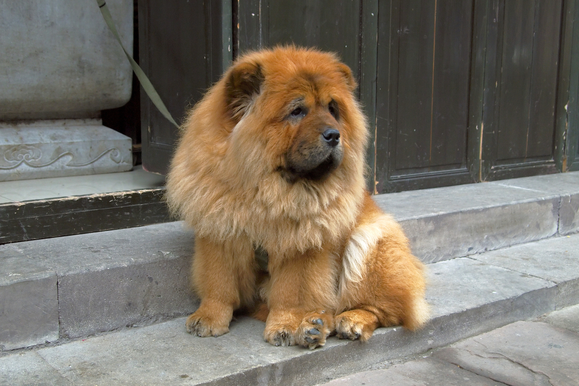 Chow-Chow 