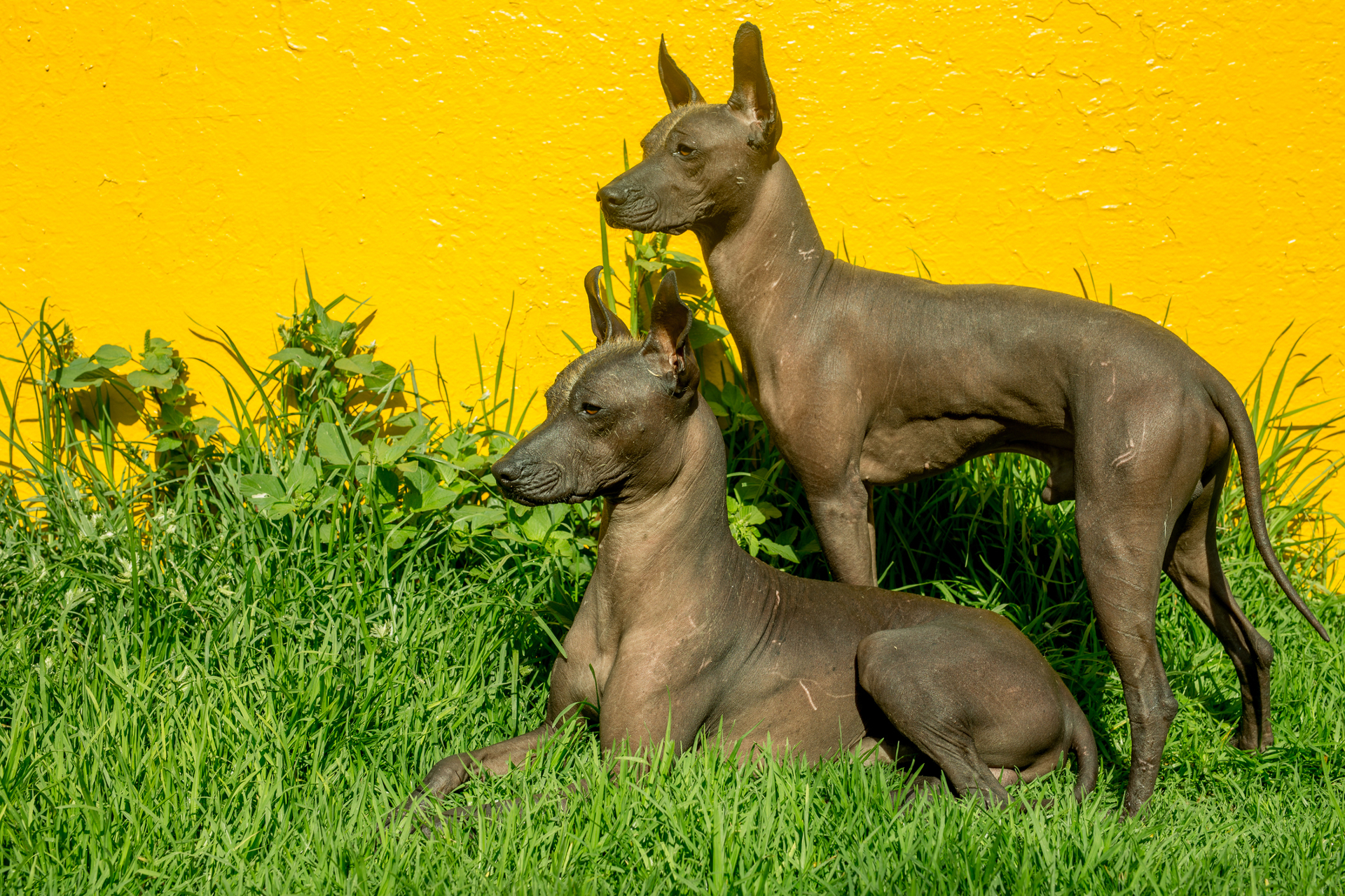 Xoloitzcuintle