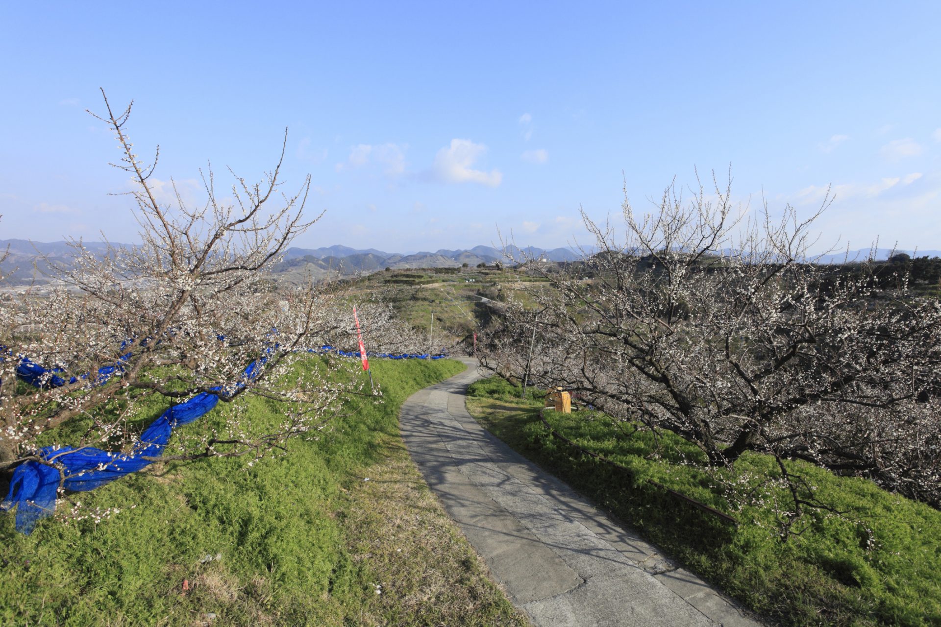 「梅干しでおにぎり条例」：和歌山県みなべ町