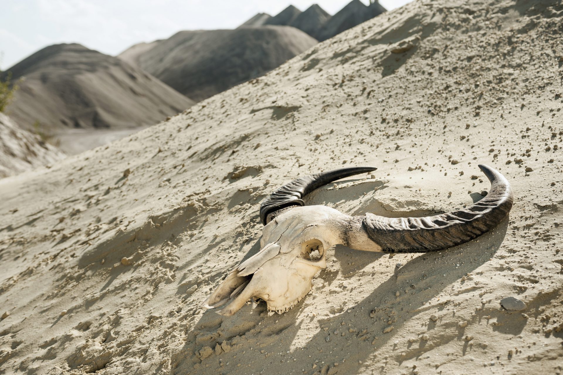 Le changement climatique pourrait entraîner la disparition d'un tiers des espèces animales d'ici 2100