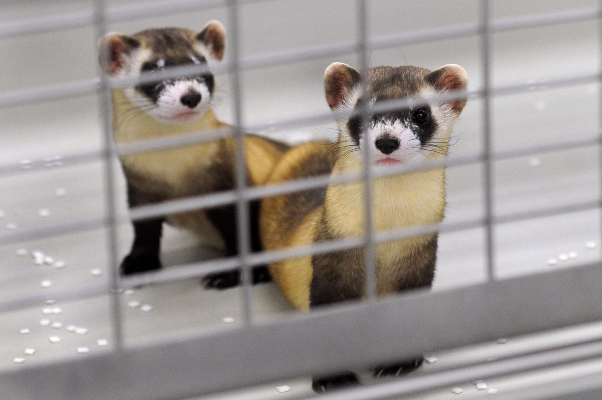 Black-footed ferret decline 