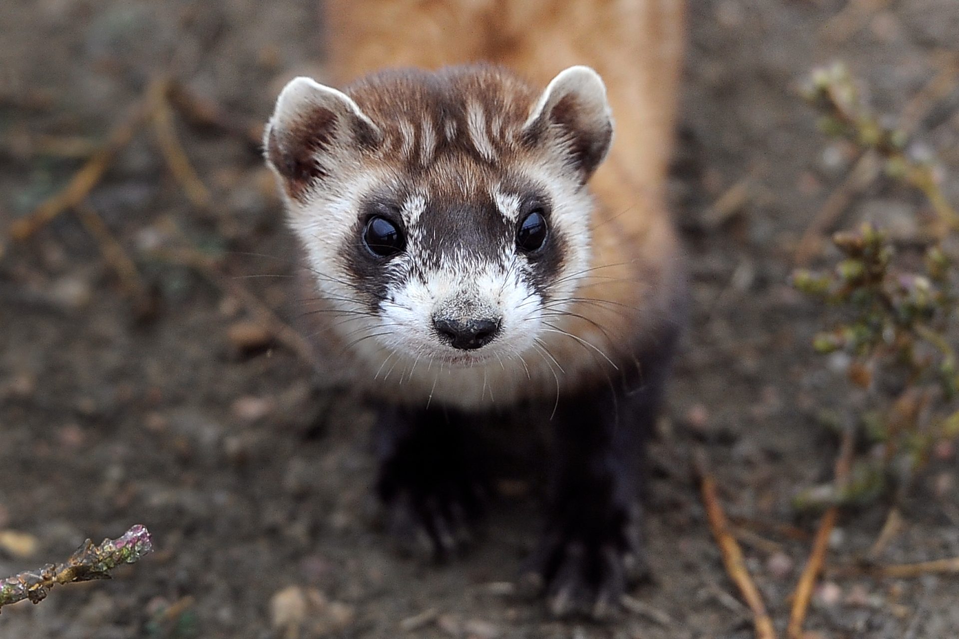 An American black-footed ferret opened a new path for conservation