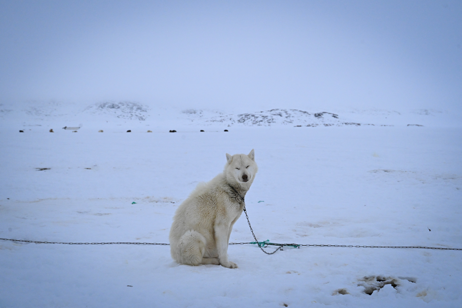 Grönländischer Schlittenhund 