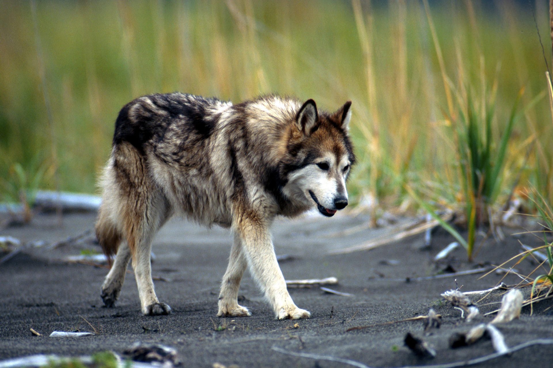 Man made dog his best friend in the Americas 12,000 years ago, a new study suggests