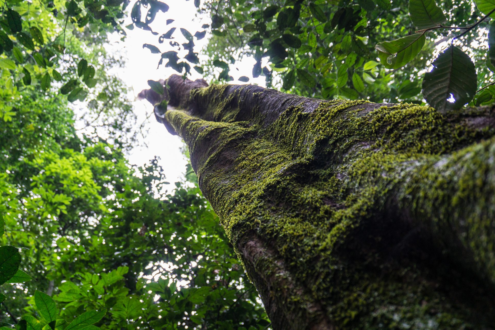 La chute d'arbres centenaires