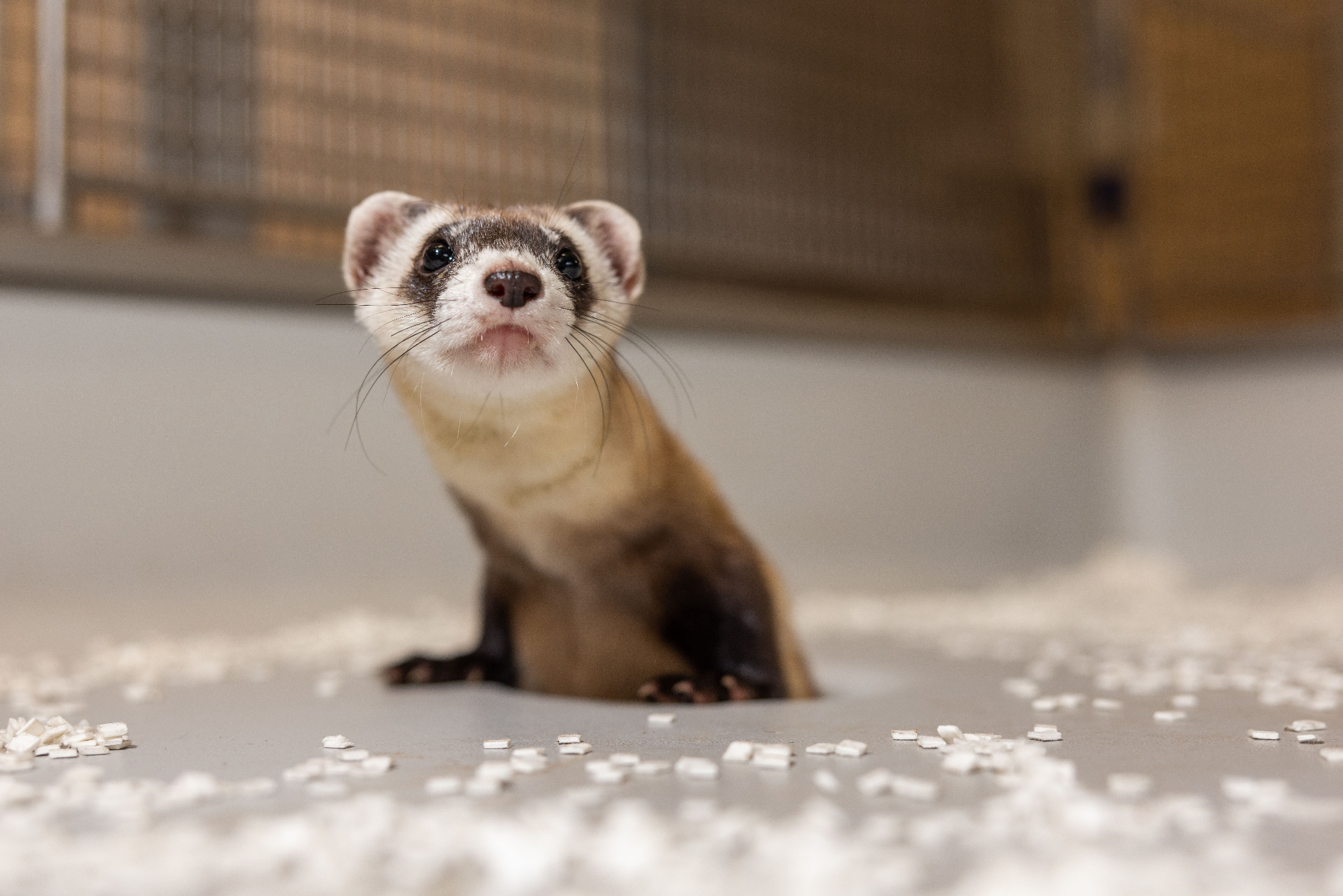 Cloned ferret offspring 