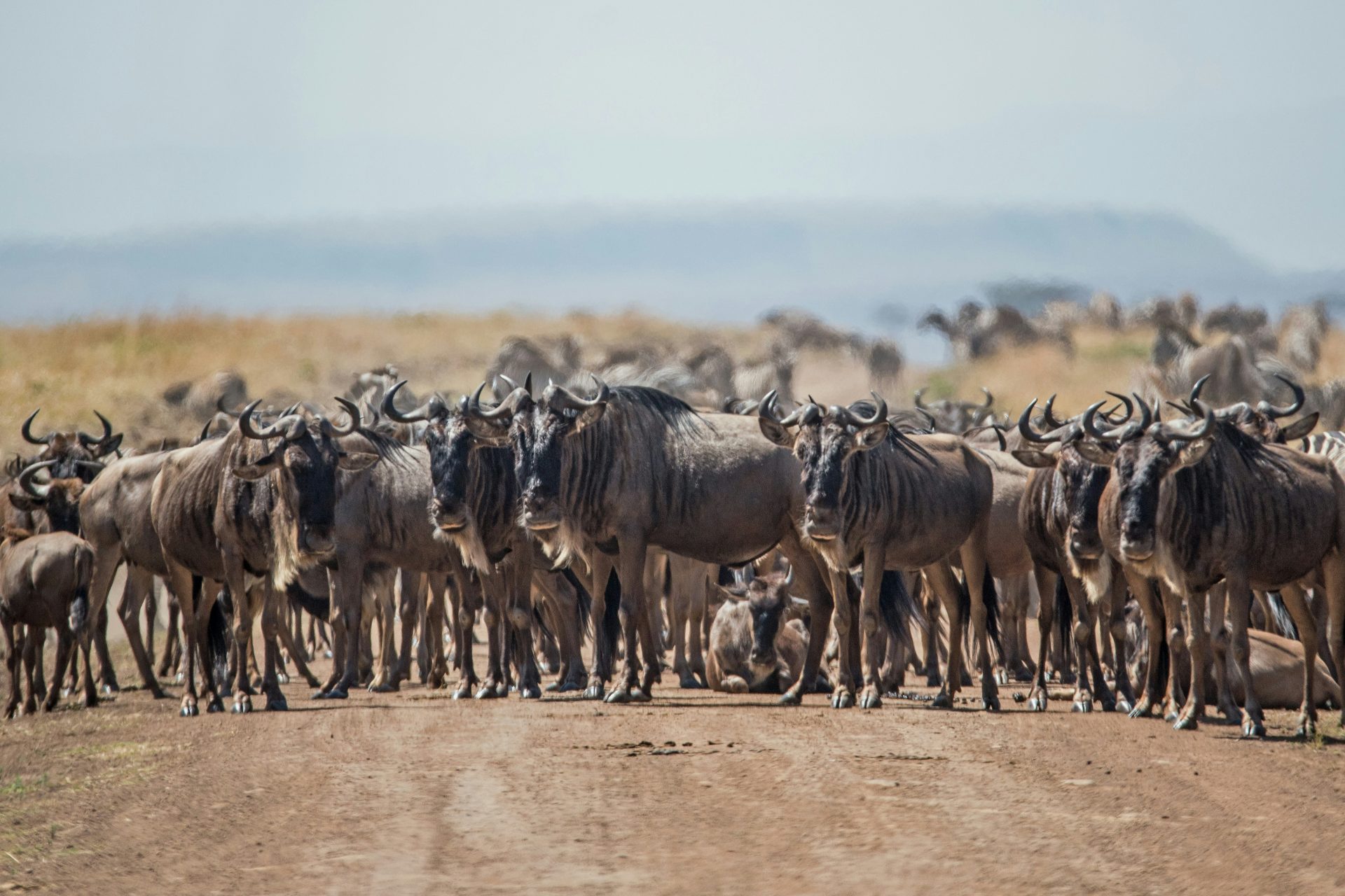 09. Wildebeest 