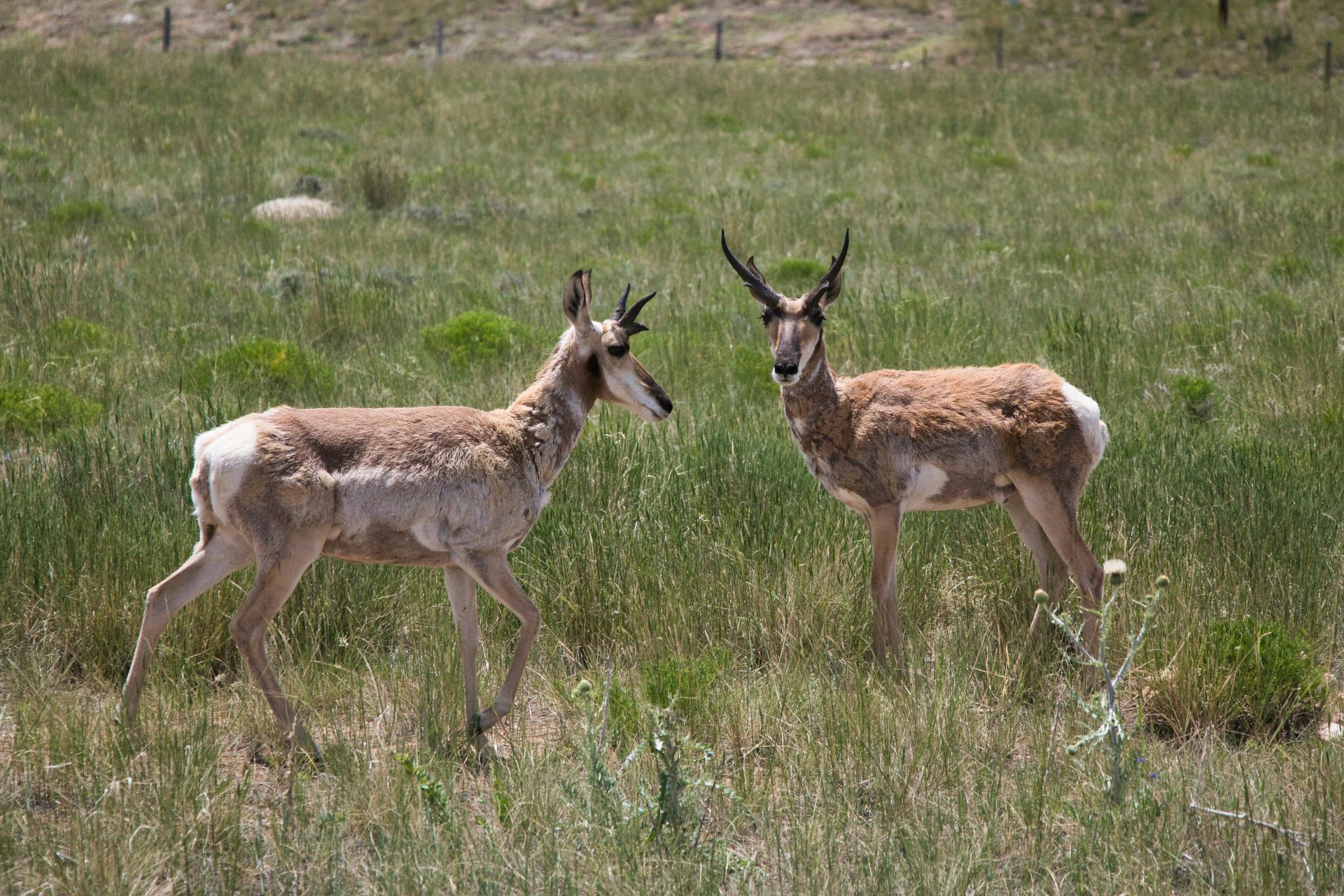 2. Pronghorn 