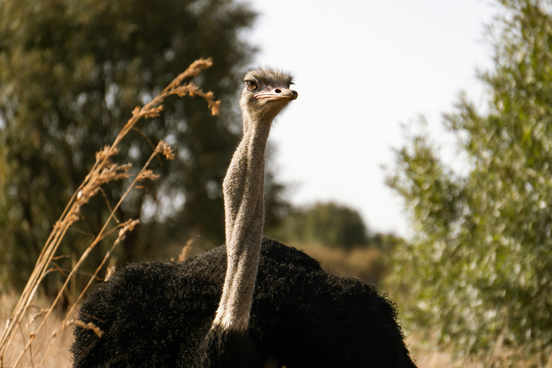 5. Ostrich