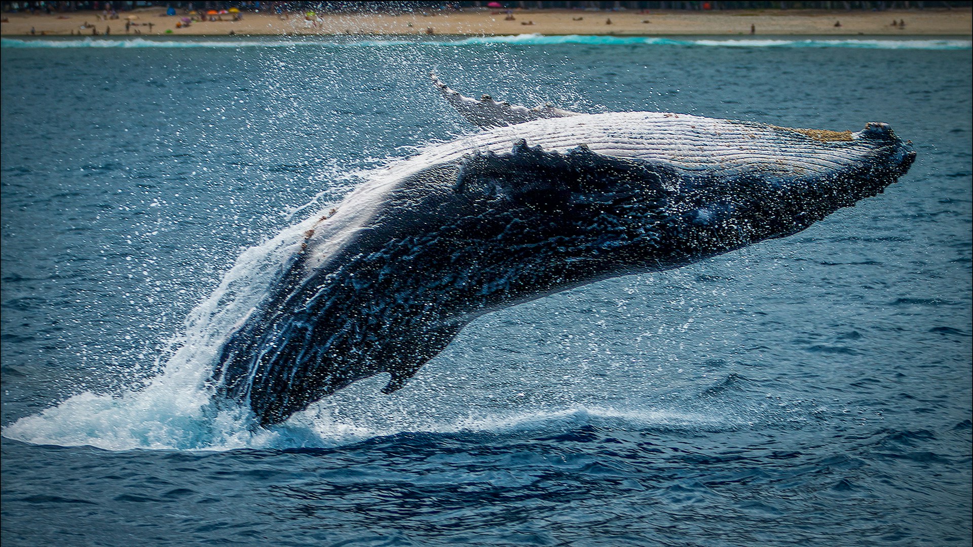 Ballena de Groenlandia