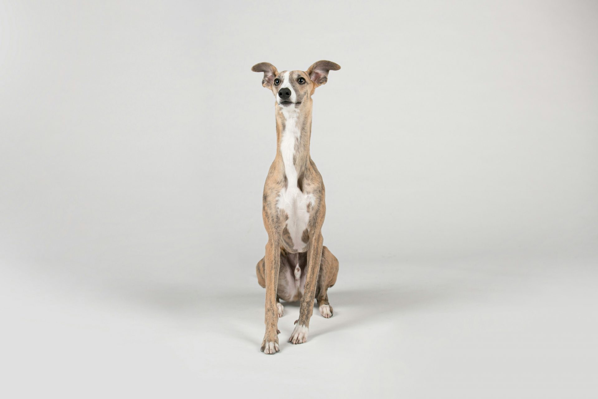 6. Greyhound