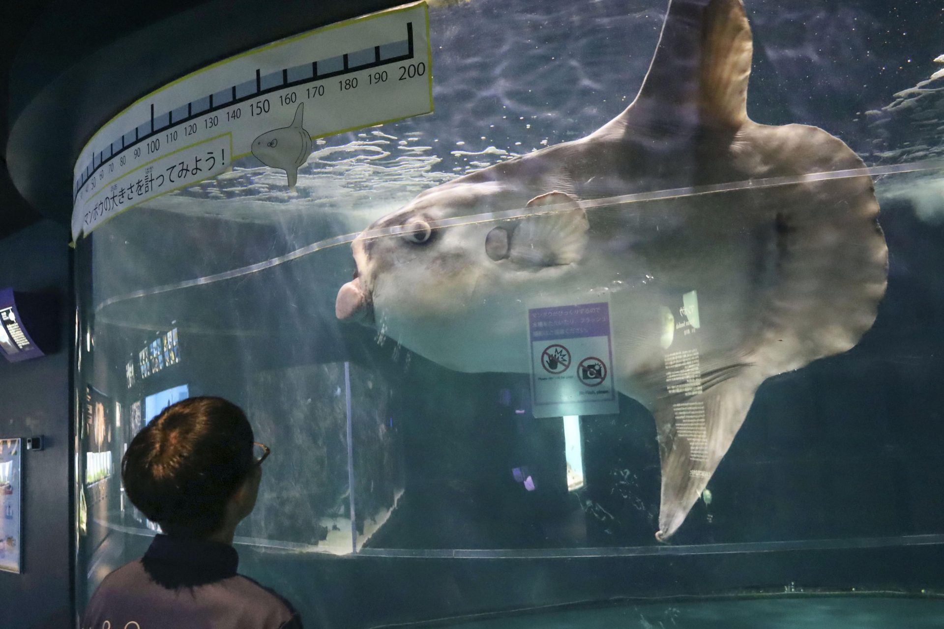 下関市立しものせき水族館「海響館」