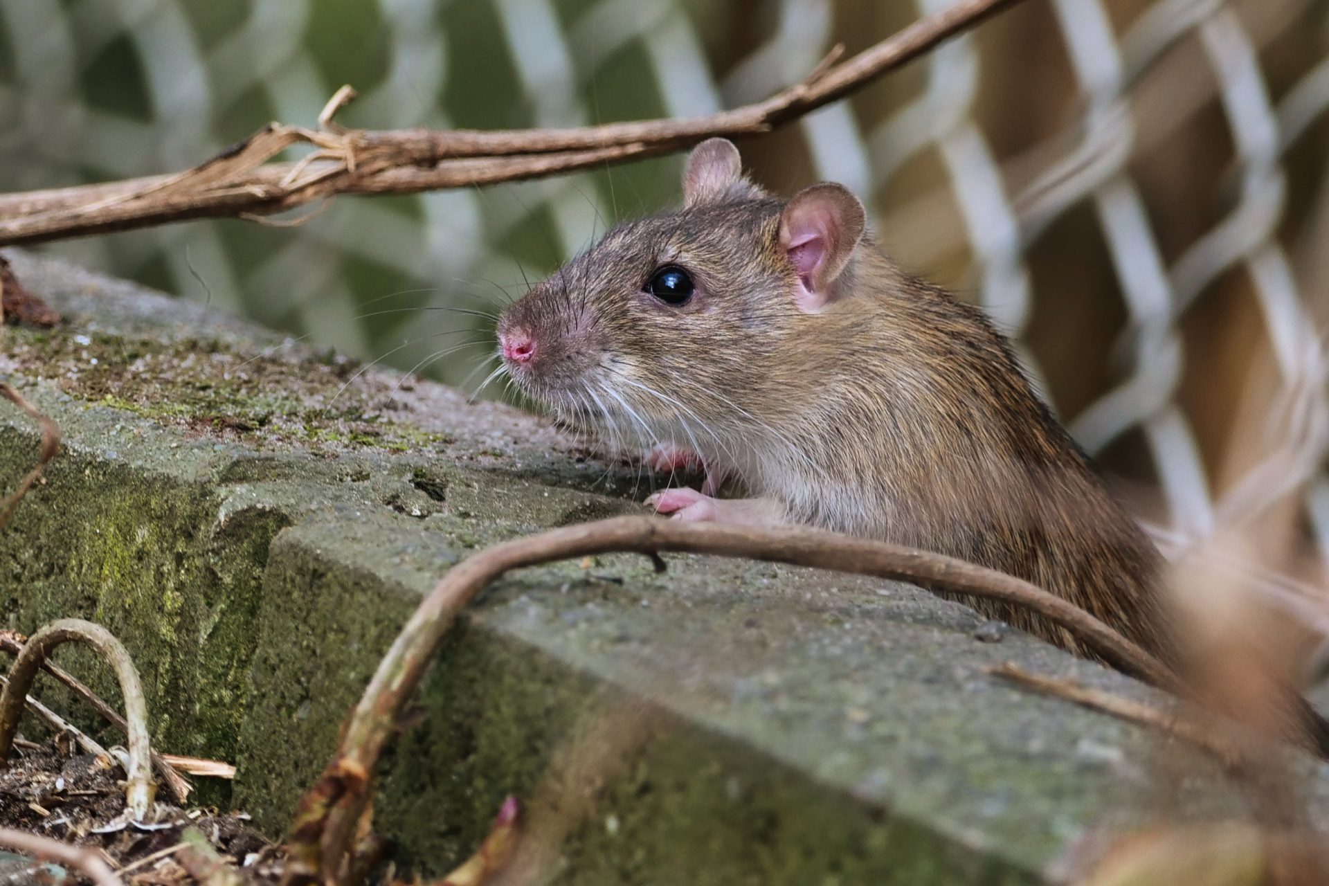 Saubere Städte ziehen auch keine Ratten an