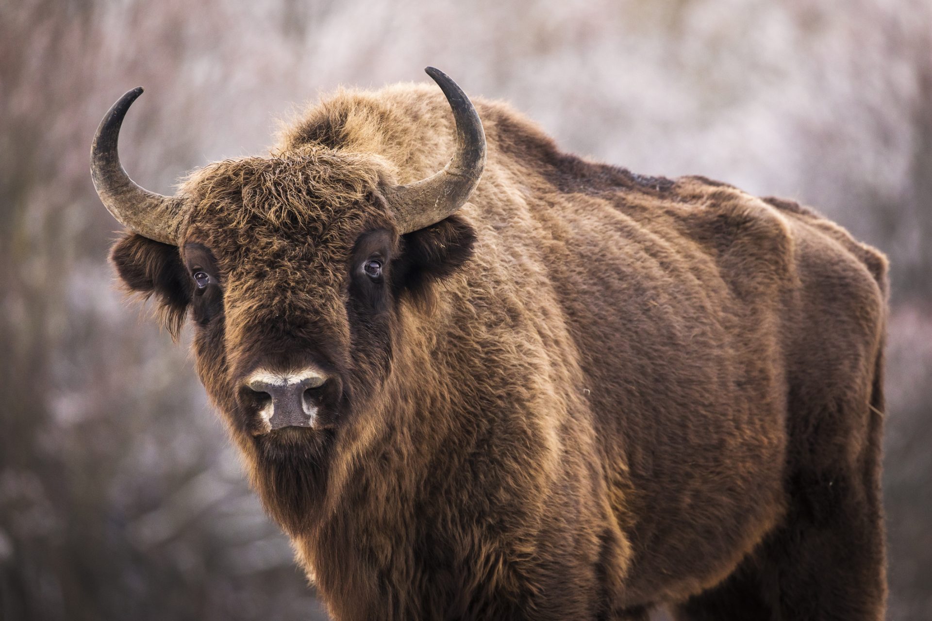 1. El bisonte americano