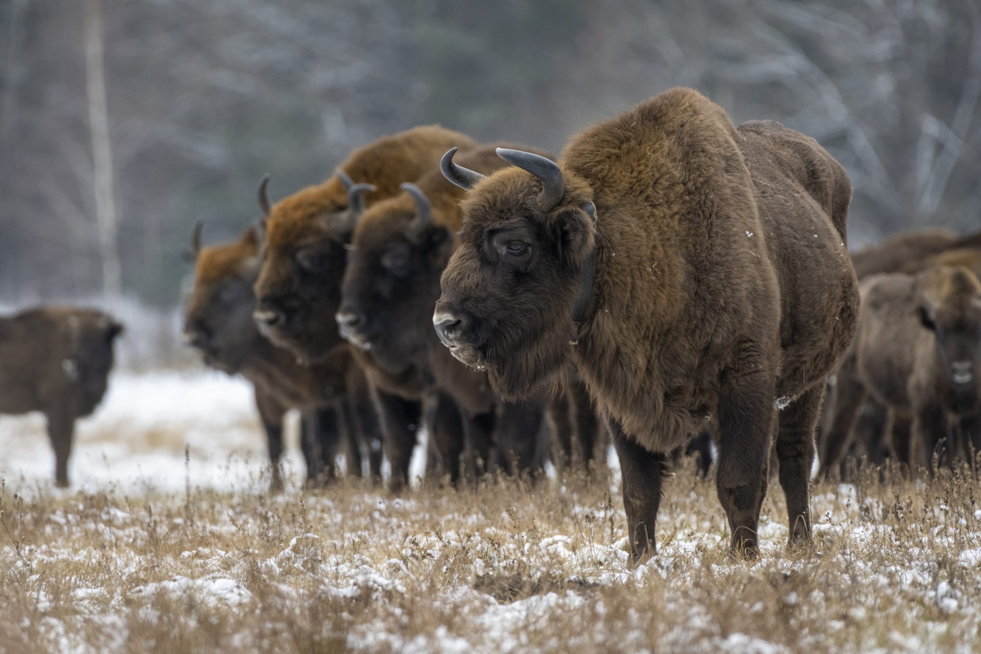 Diferencias entre bisontes