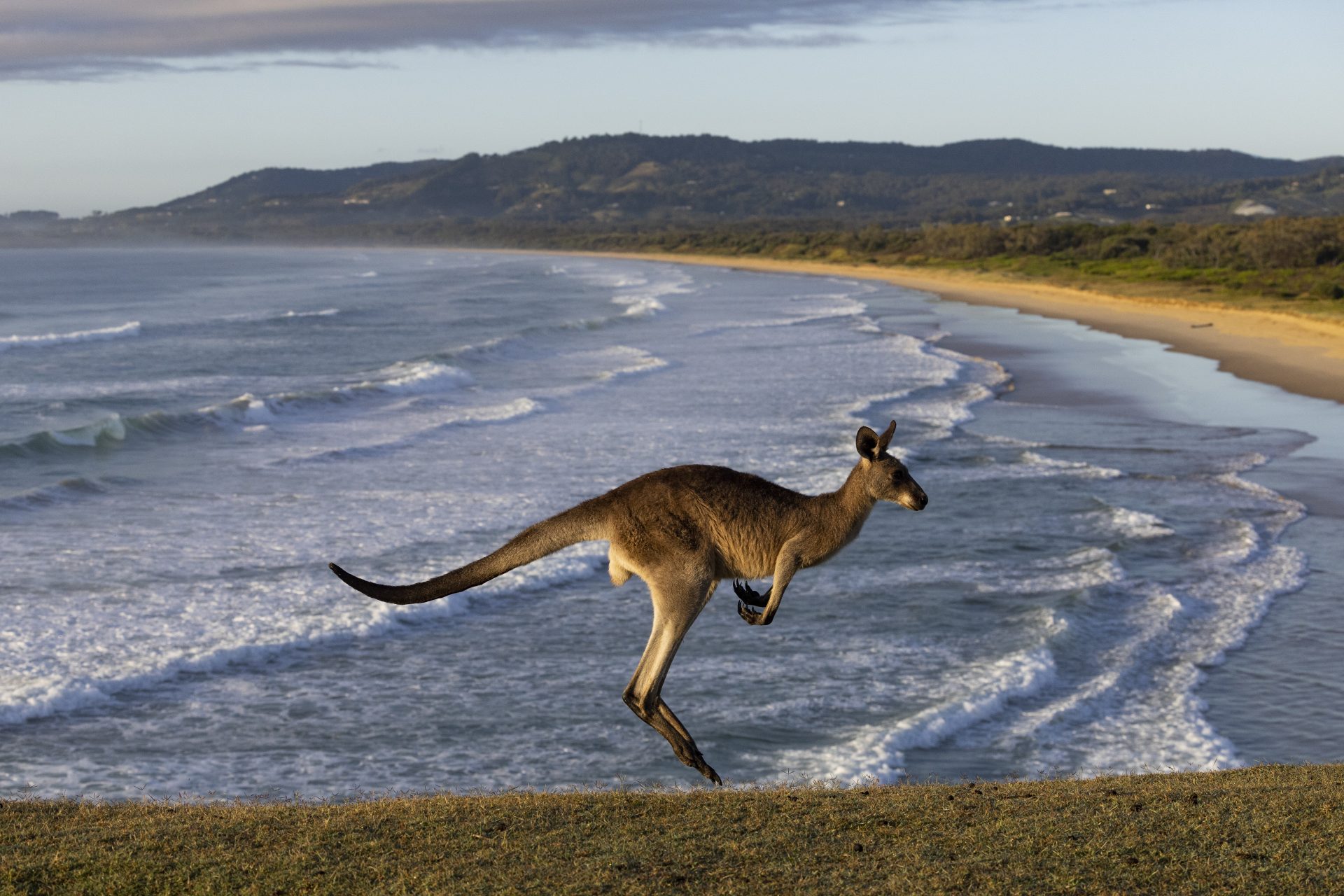 Kangaroo