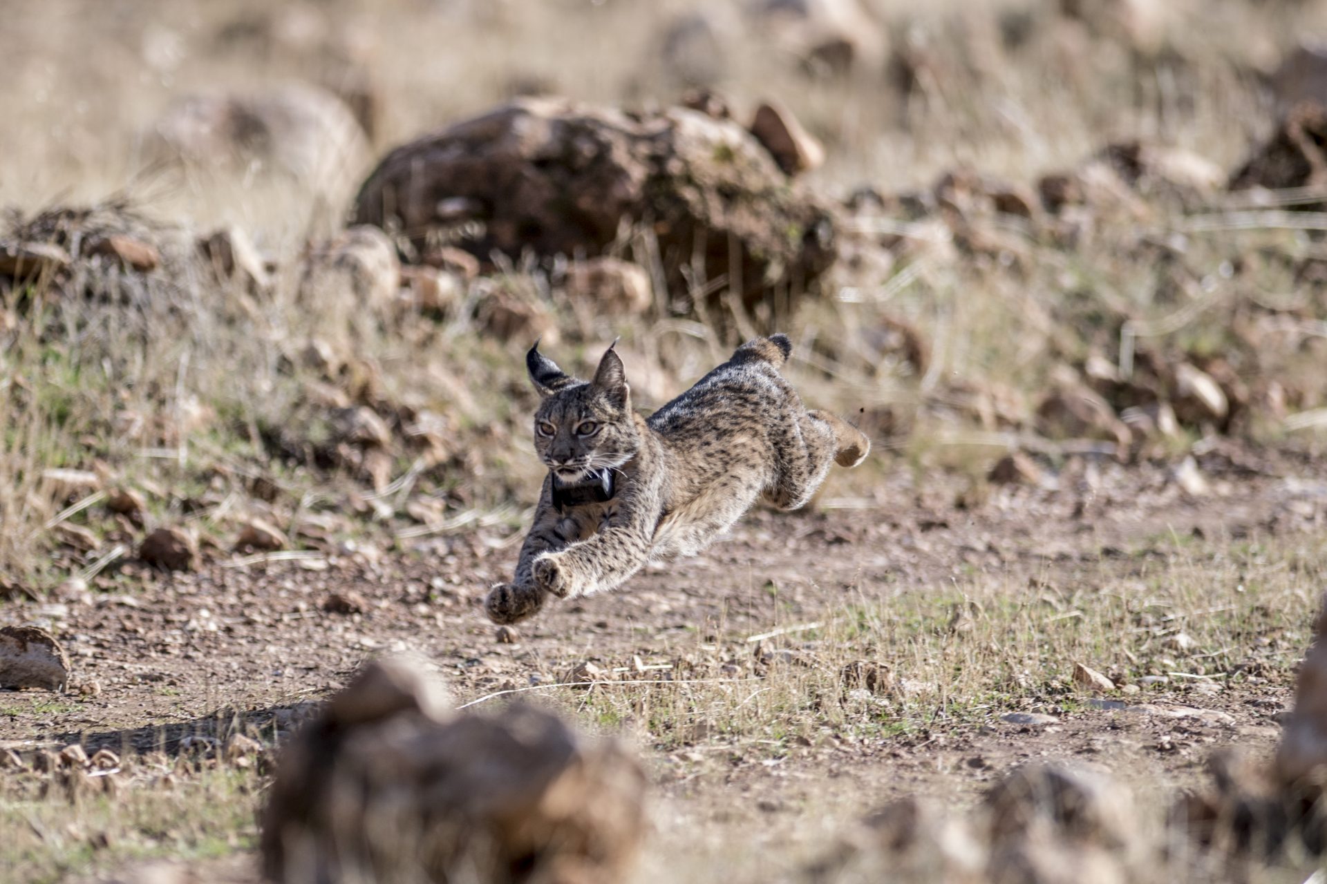 Animais que estavam à beira da extinção mas conseguiram sair